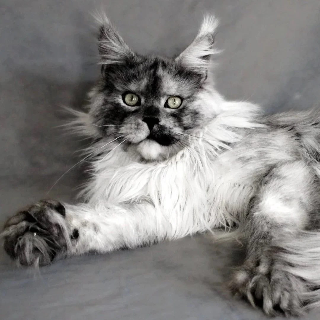 A long-haired, grey and white Maine Coon cat lying on a grey surface with green eyes and tufted ears.