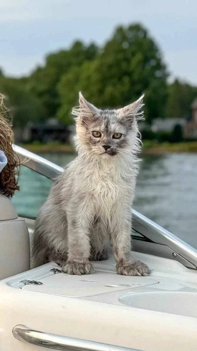 A gray and white cat sitting on the bow of a boat near a body of water with trees and houses in the background.