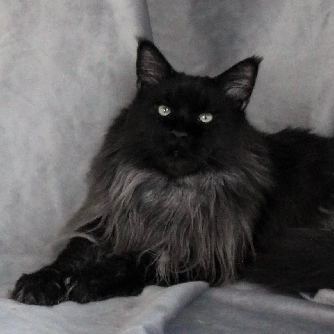 A black long-haired cat lying on a gray surface, looking at the camera with yellowish-green eyes.
