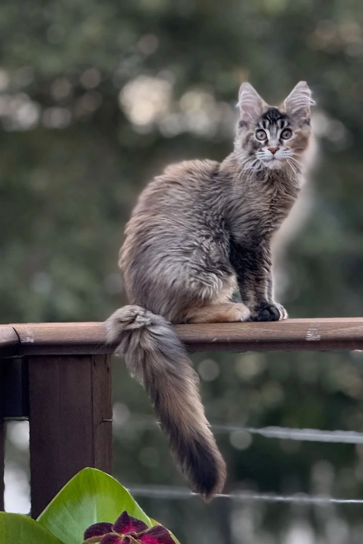 A fluffy tabby kitten with large eyes, sitting on a wooden railing outdoors with a blurred green background.