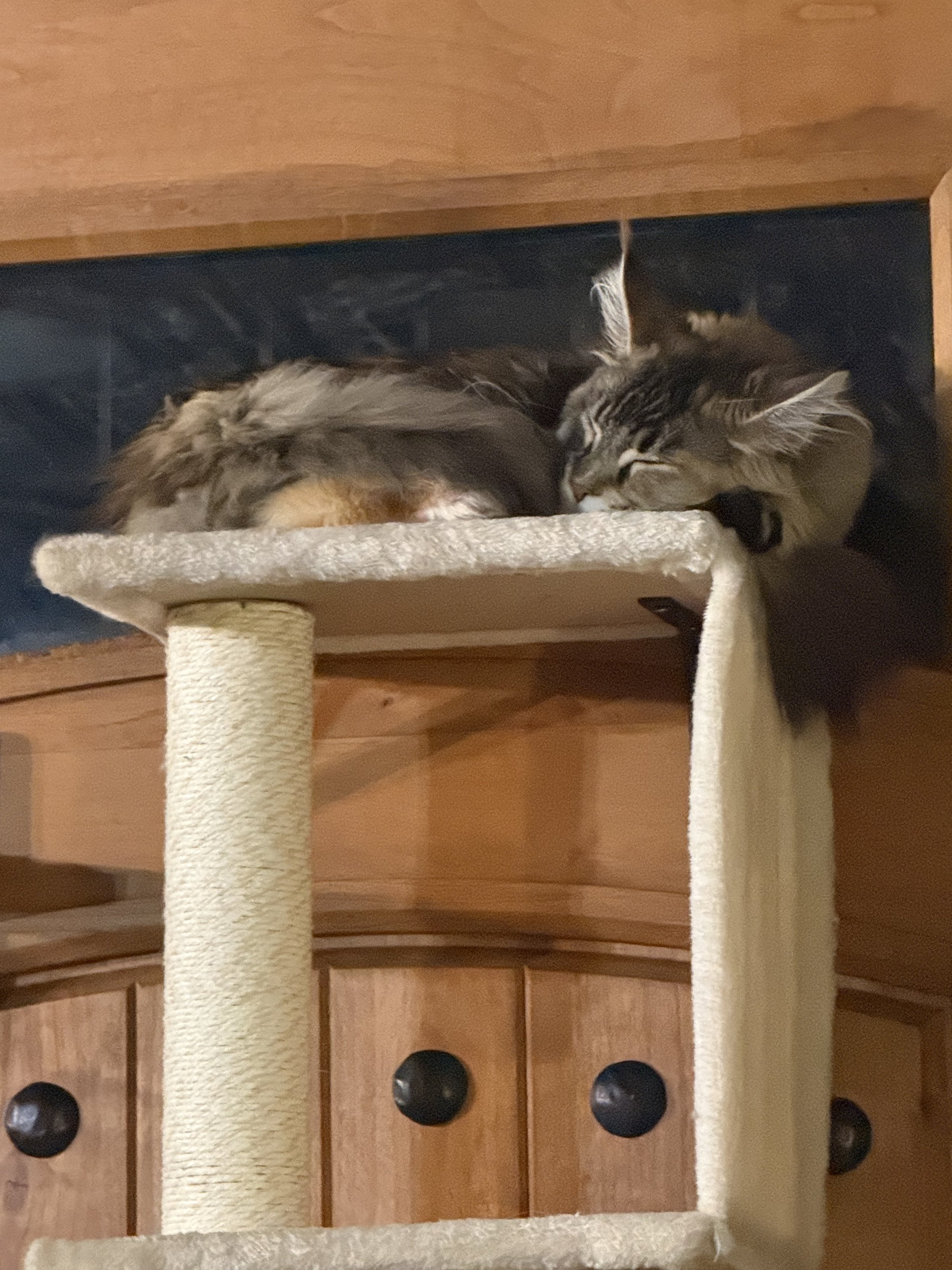 A long-haired tabby Maine Coon cat resting on a beige cat tree platform - Mainecoon Gods LLC