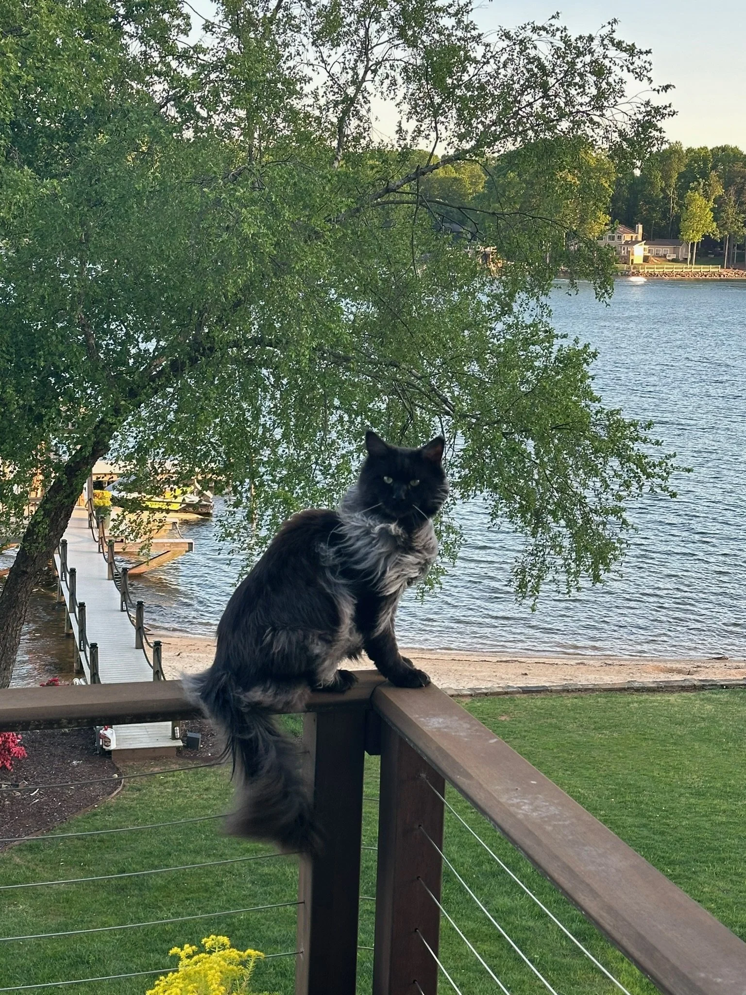 A black and gray fluffy cat sitting on a wooden railing on a deck overlooking a lake with trees and houses in the background.