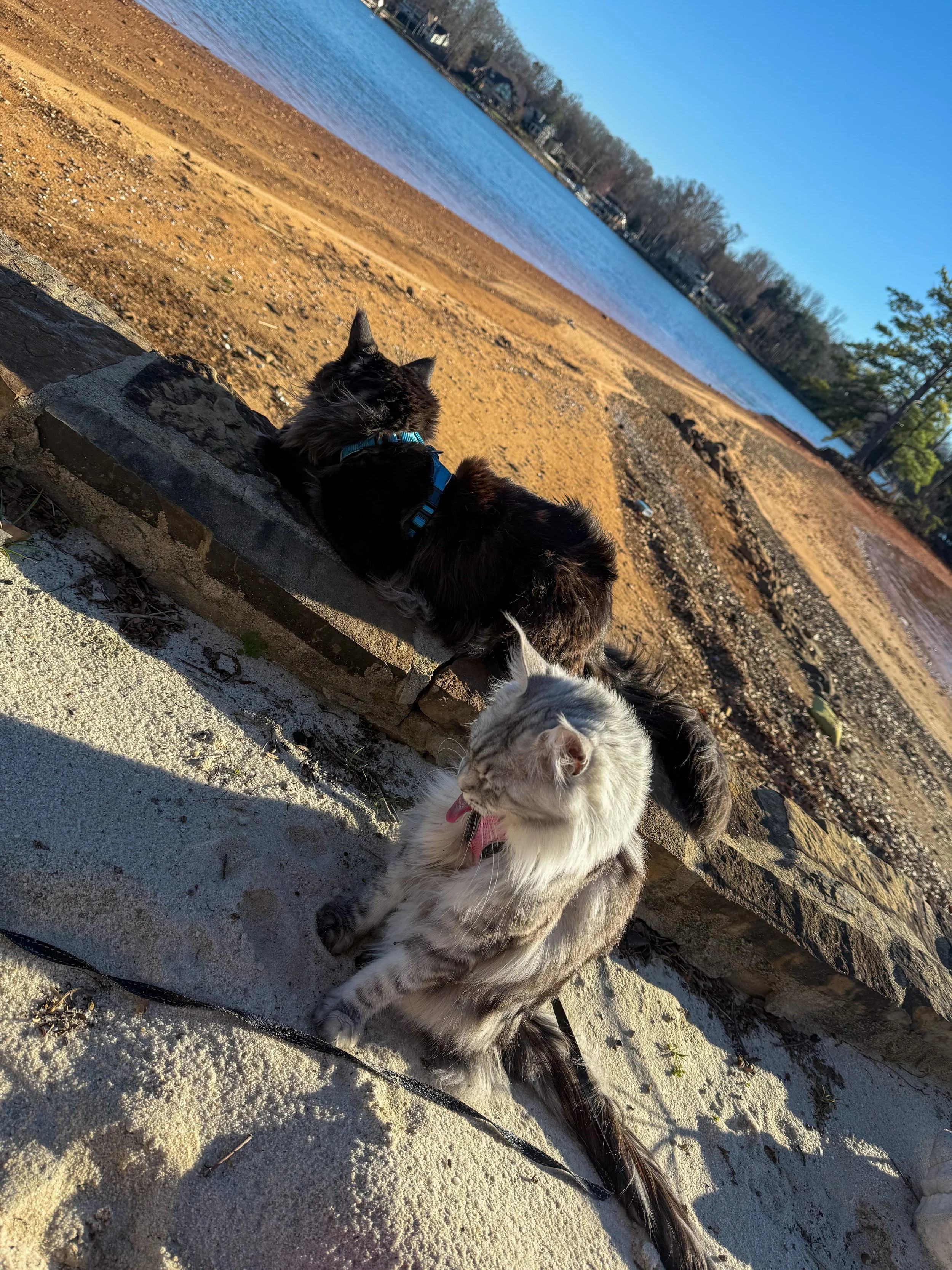 Two cats, one black with a blue collar and one gray with dark markings, sitting on a stone ledge by a lake. The black cat appears to be resting, while the gray cat is grooming itself. In the background, there is a sandy shoreline and water, with tree