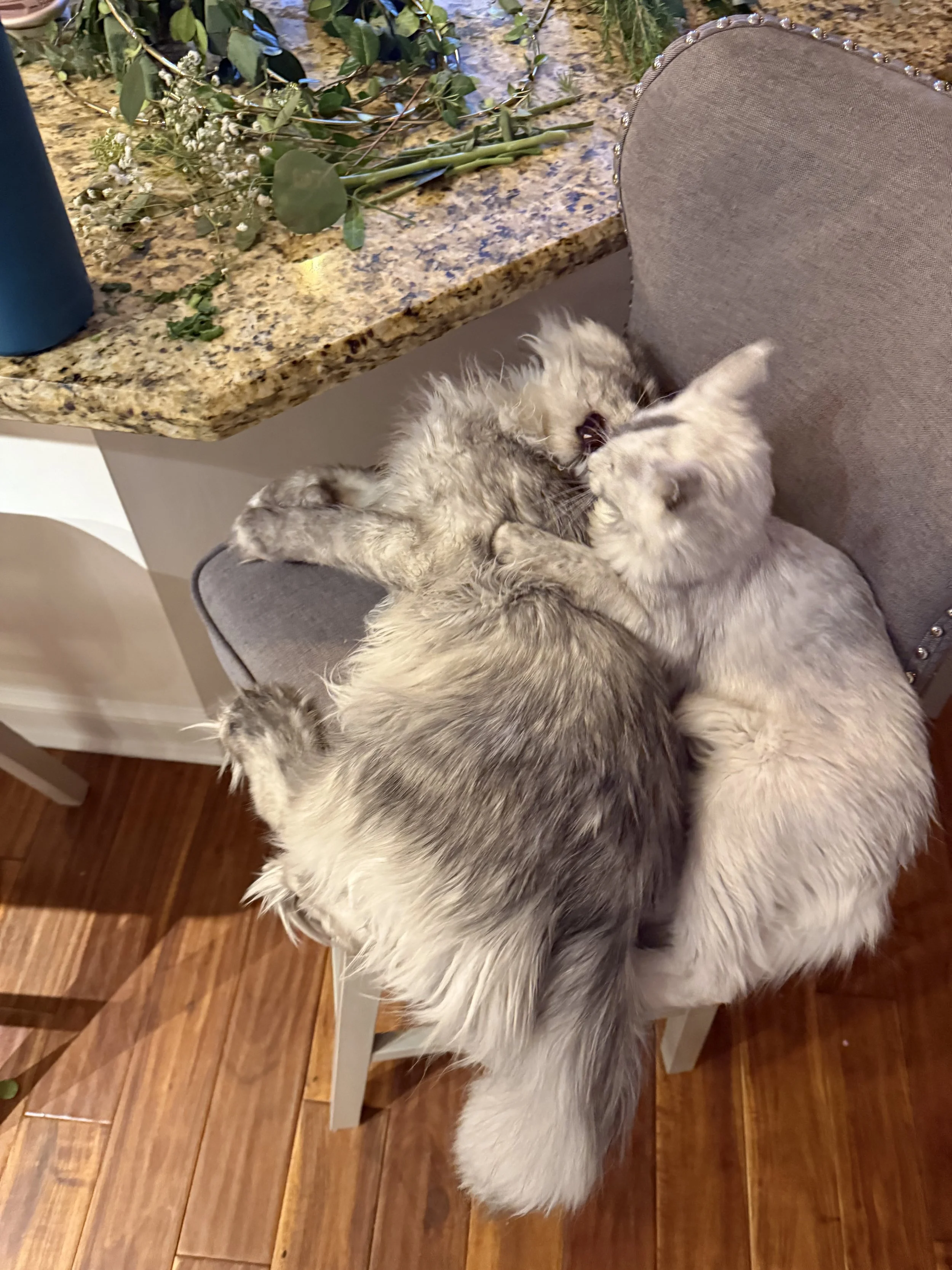 Two fluffy Maine Coon cats cuddling on a gray chair, one gray and white, the other mostly white, in a cozy indoor setting.