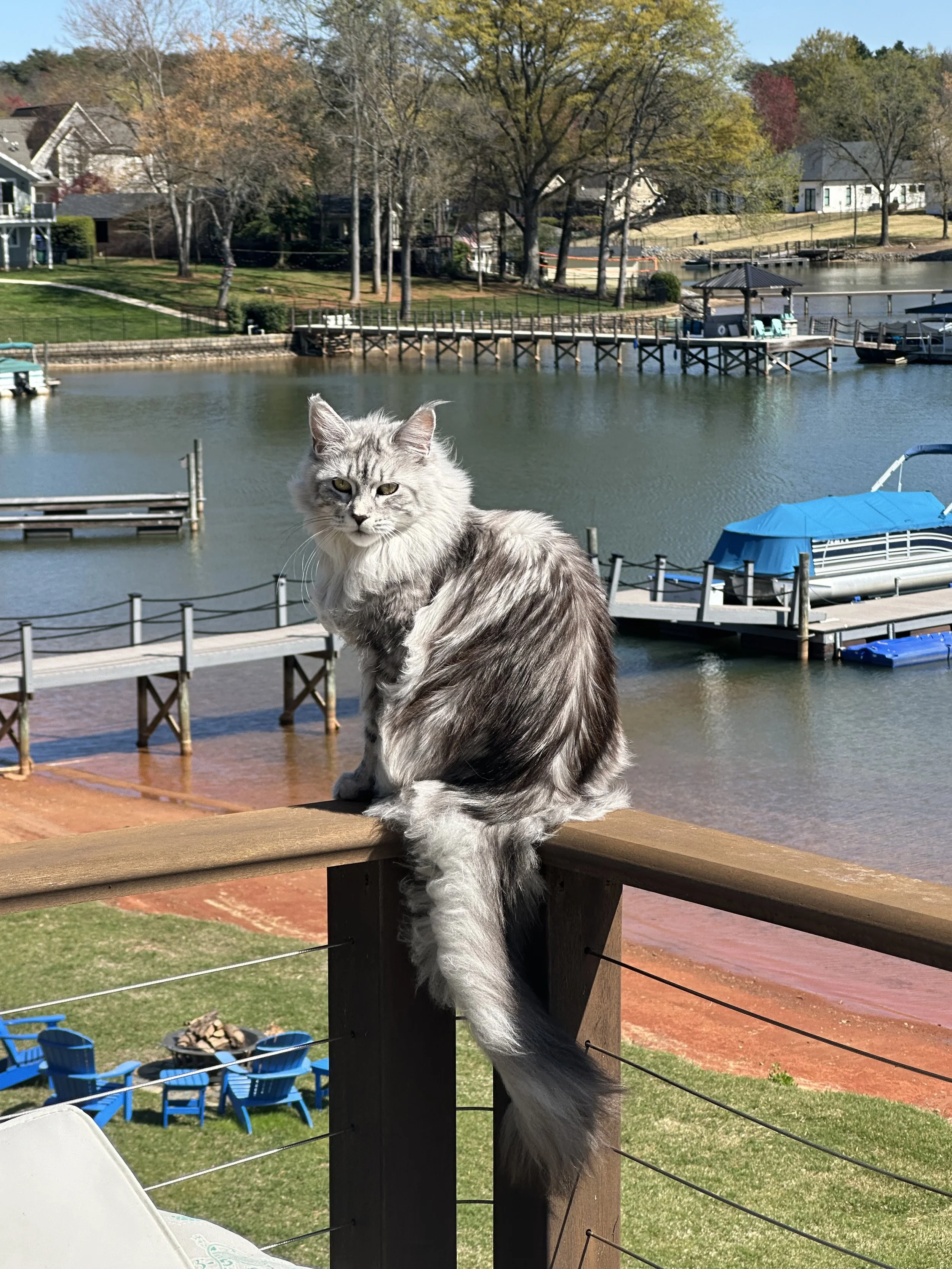 A long-haired gray and white cat sitting on a wooden railing overlooking a lake with docks and boats. Trees and houses are visible in the background on a sunny day.