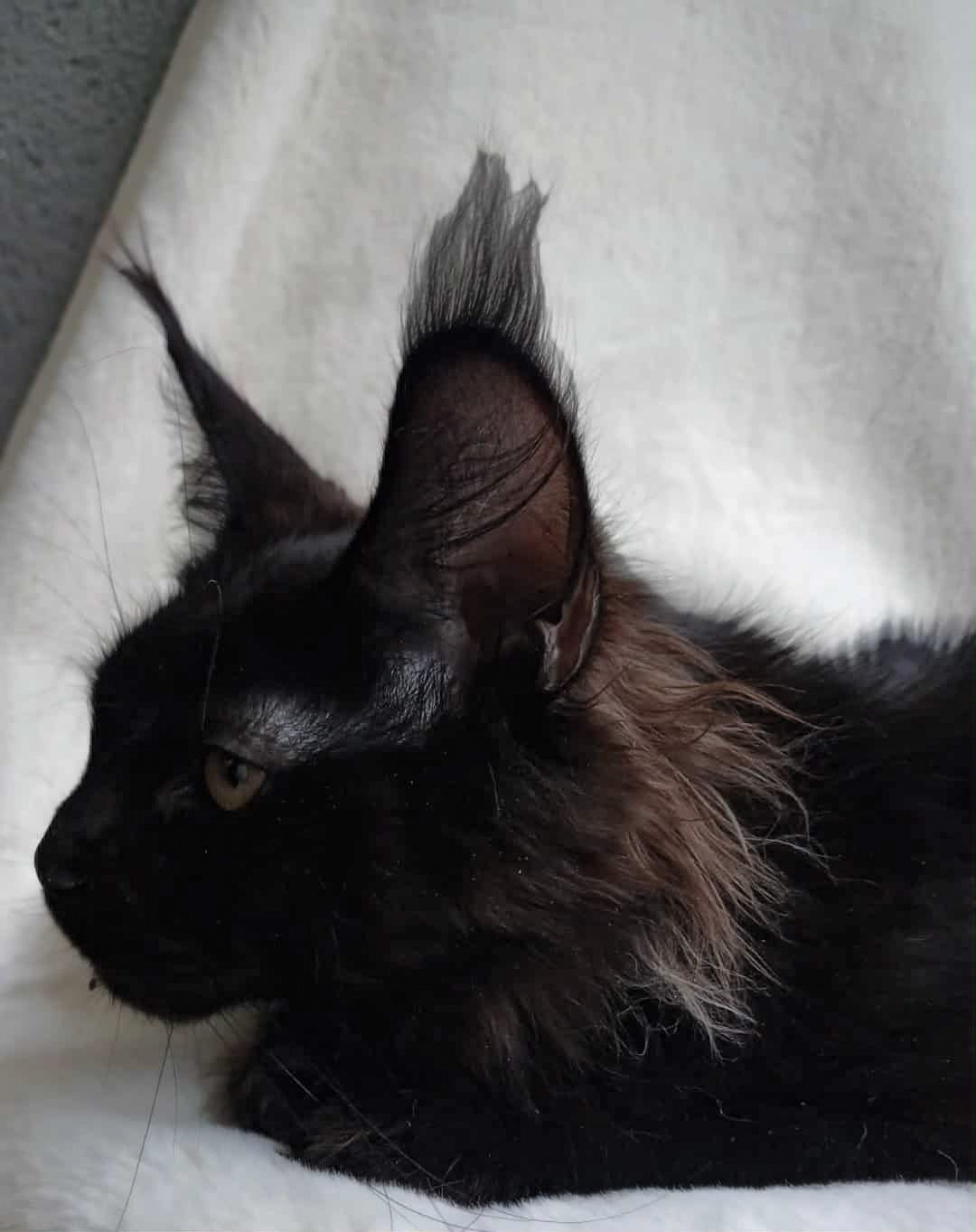 A black cat resting on a white surface, with fur detail and a side profile view of its face and ears.