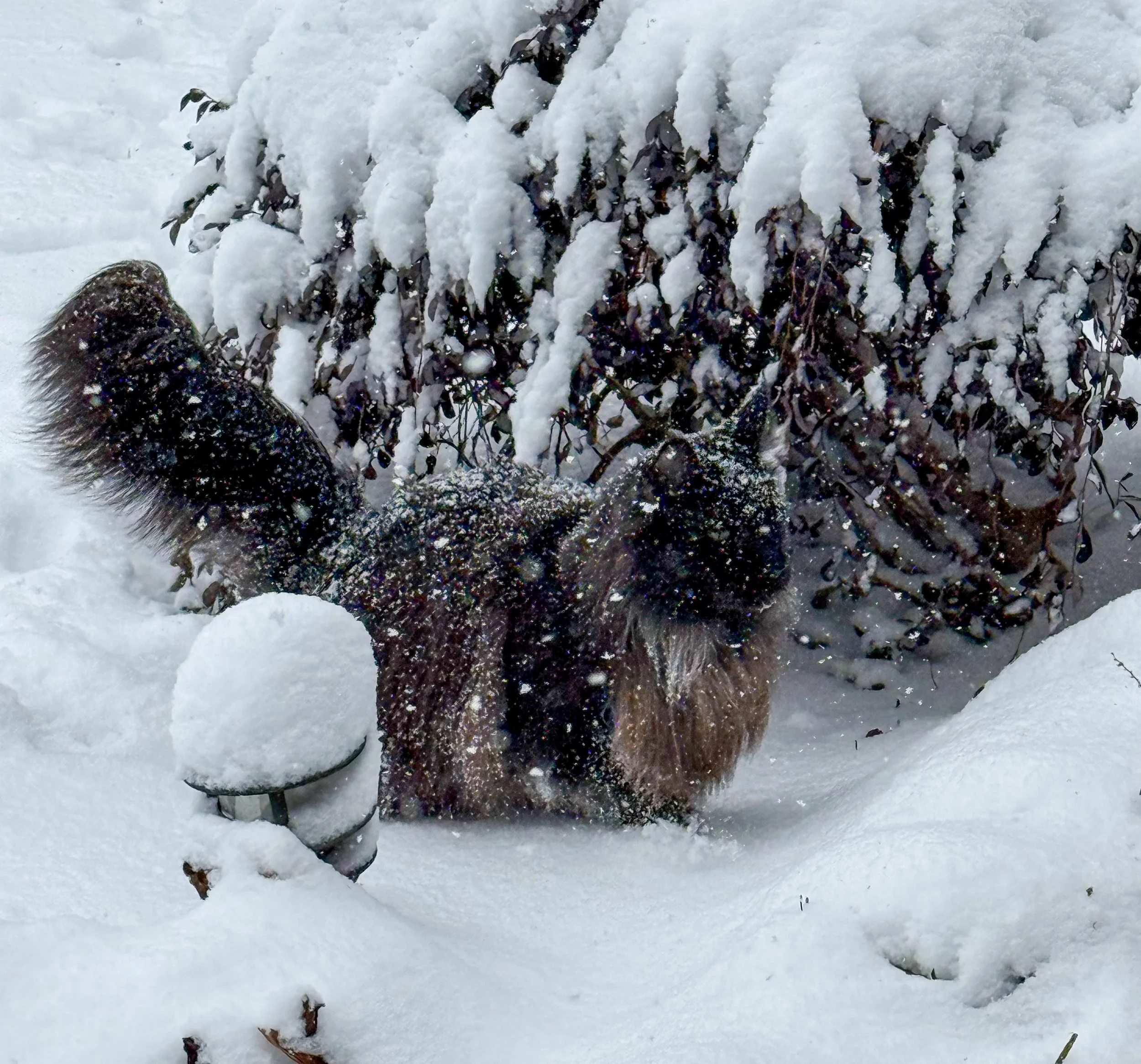 A dog lying in the snow, partially hidden behind a snow-covered shrub, with snow on its face and body.