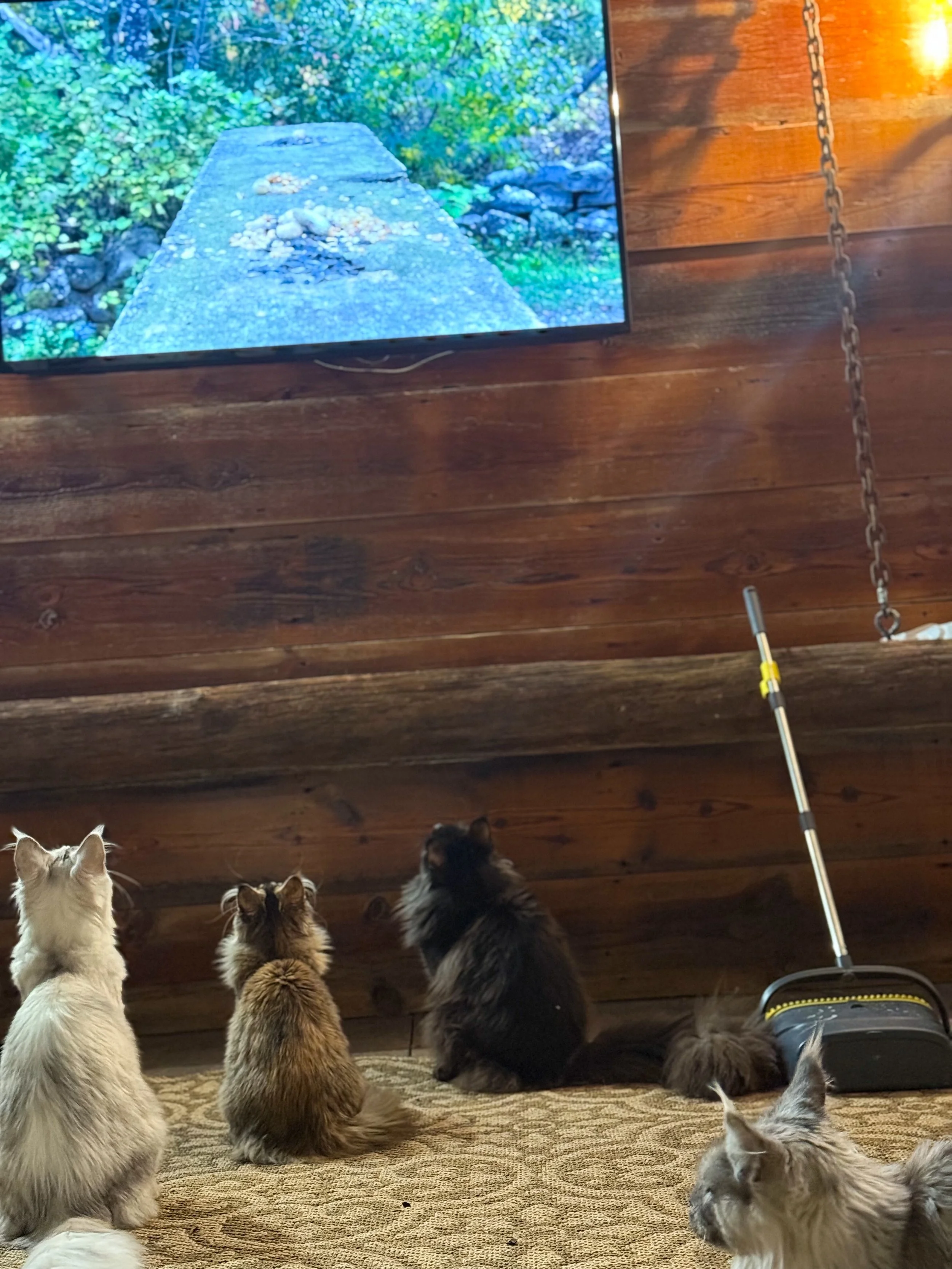 Five cats sitting on a carpeted floor, watching a television mounted on a wooden wall. The TV displays a scene with a stone walkway and lush greenery. A broom leans against the wall near the TV.