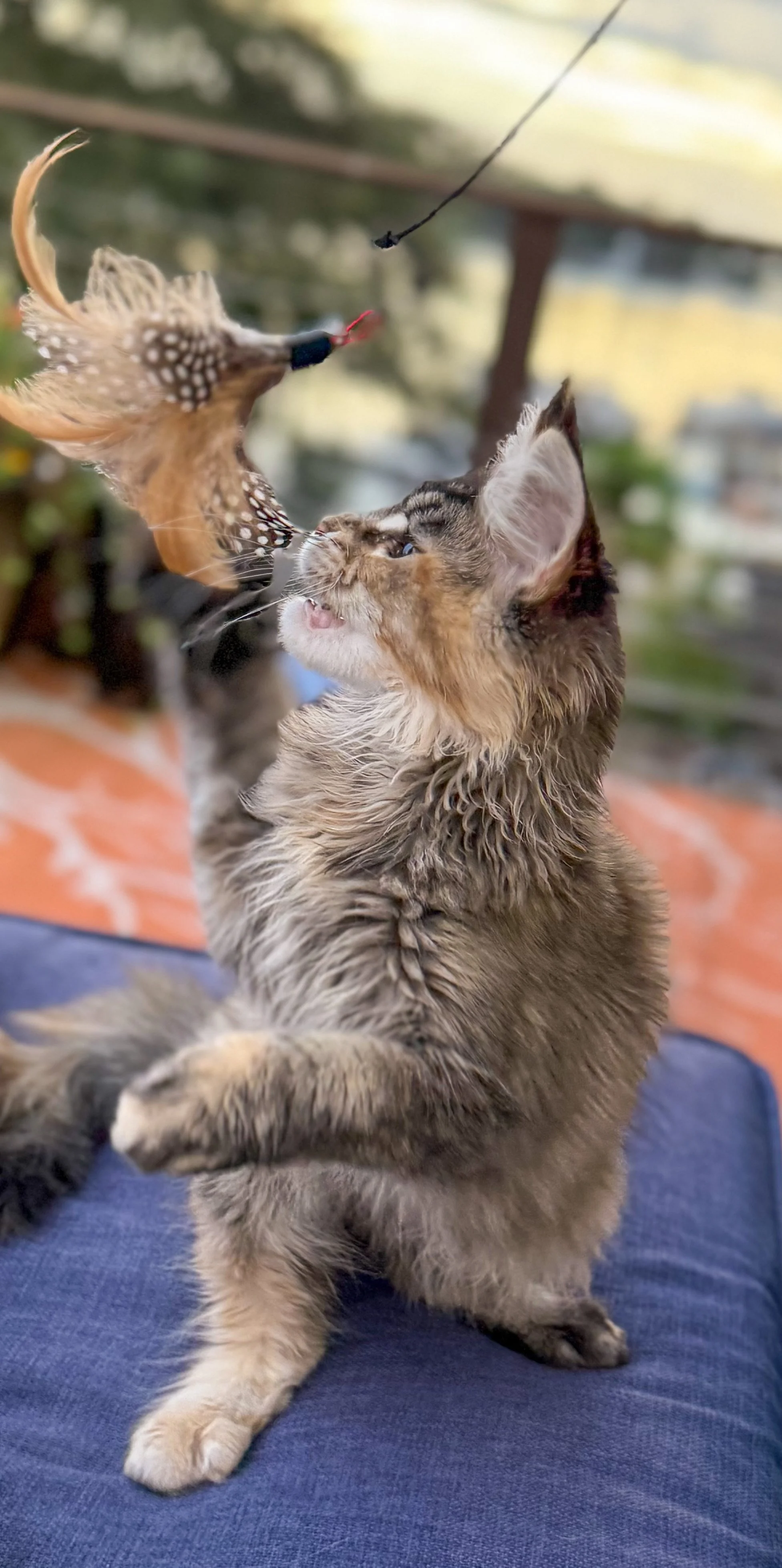 A long-haired tabby kitten playing with a bird toy on a string, sitting on a person's lap outdoors.