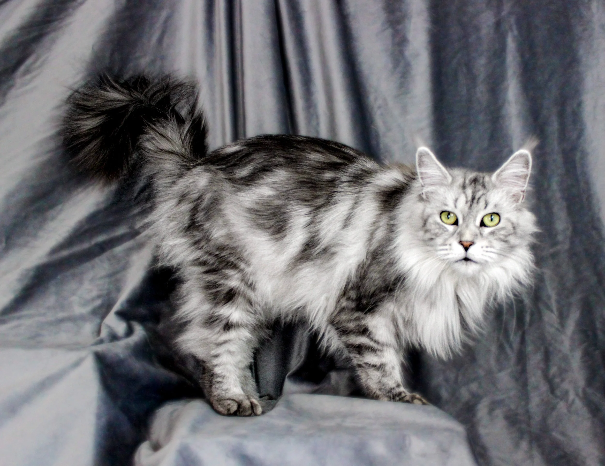 A long-haired silver tabby cat with green eyes standing on a gray fabric background.