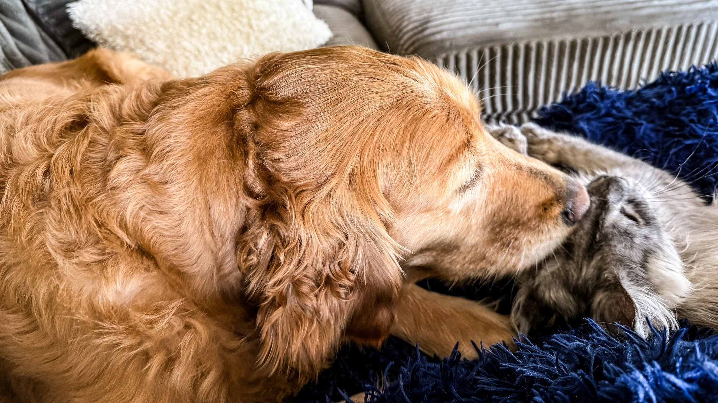Golden retriever dog and gray tabby cat cuddling on a dark blue fuzzy blanket with pillows in the background.