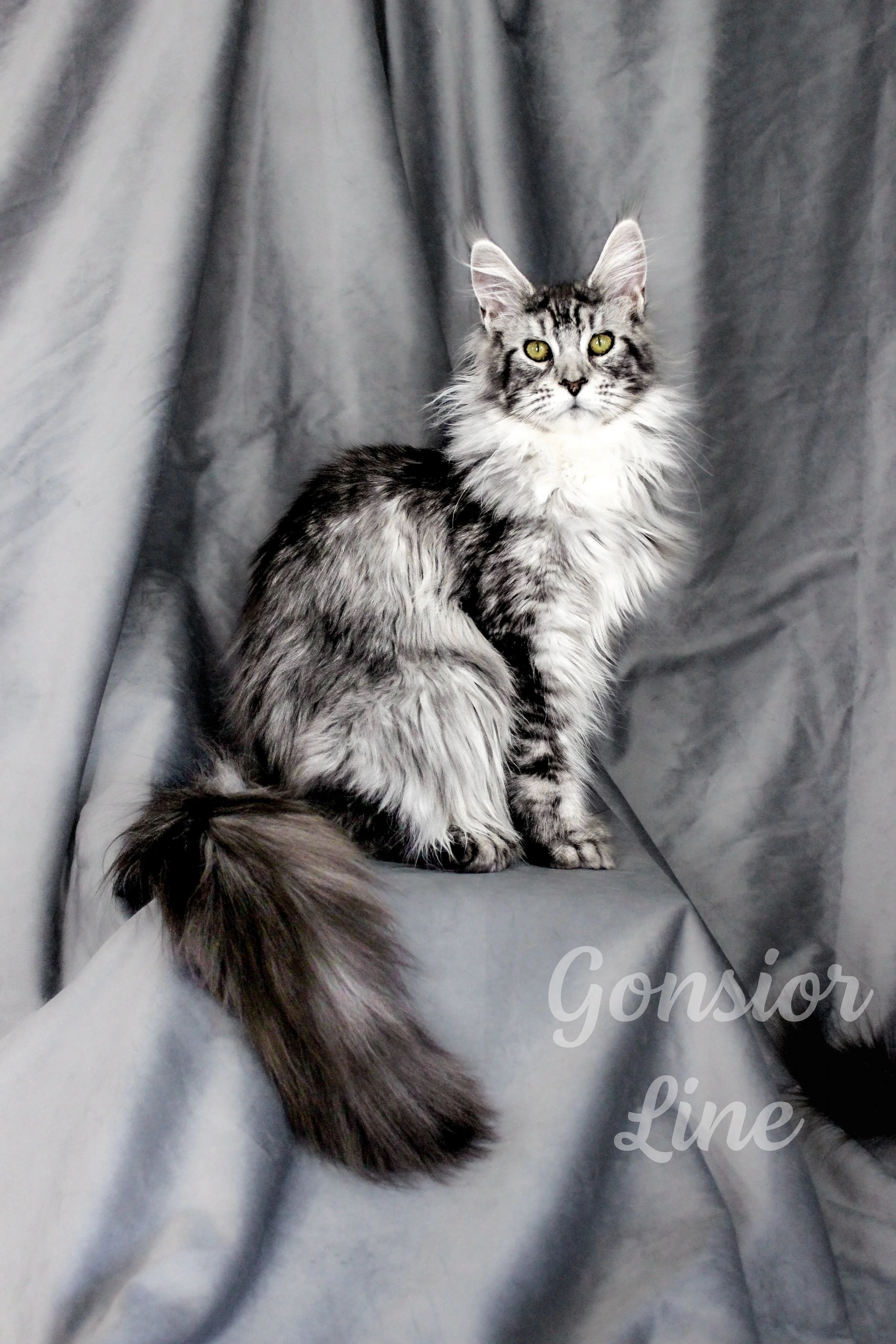 A long-haired, gray and white tabby cat sitting on a gray draped fabric background.