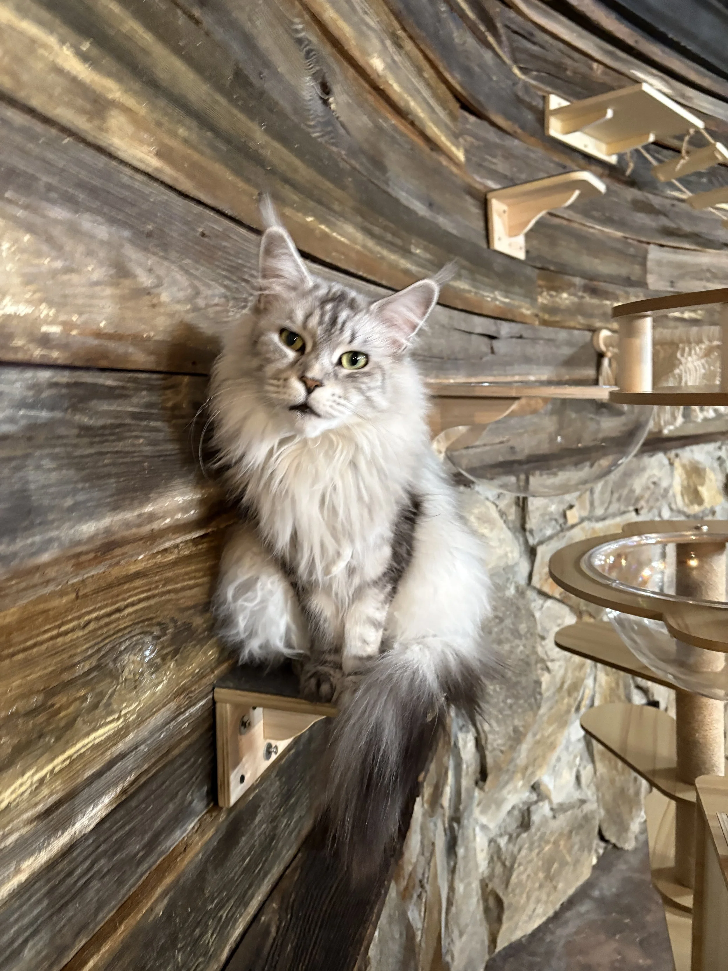 A long-haired gray and white cat with yellow eyes sitting on a wooden shelf against a rustic wooden wall in a cozy interior.