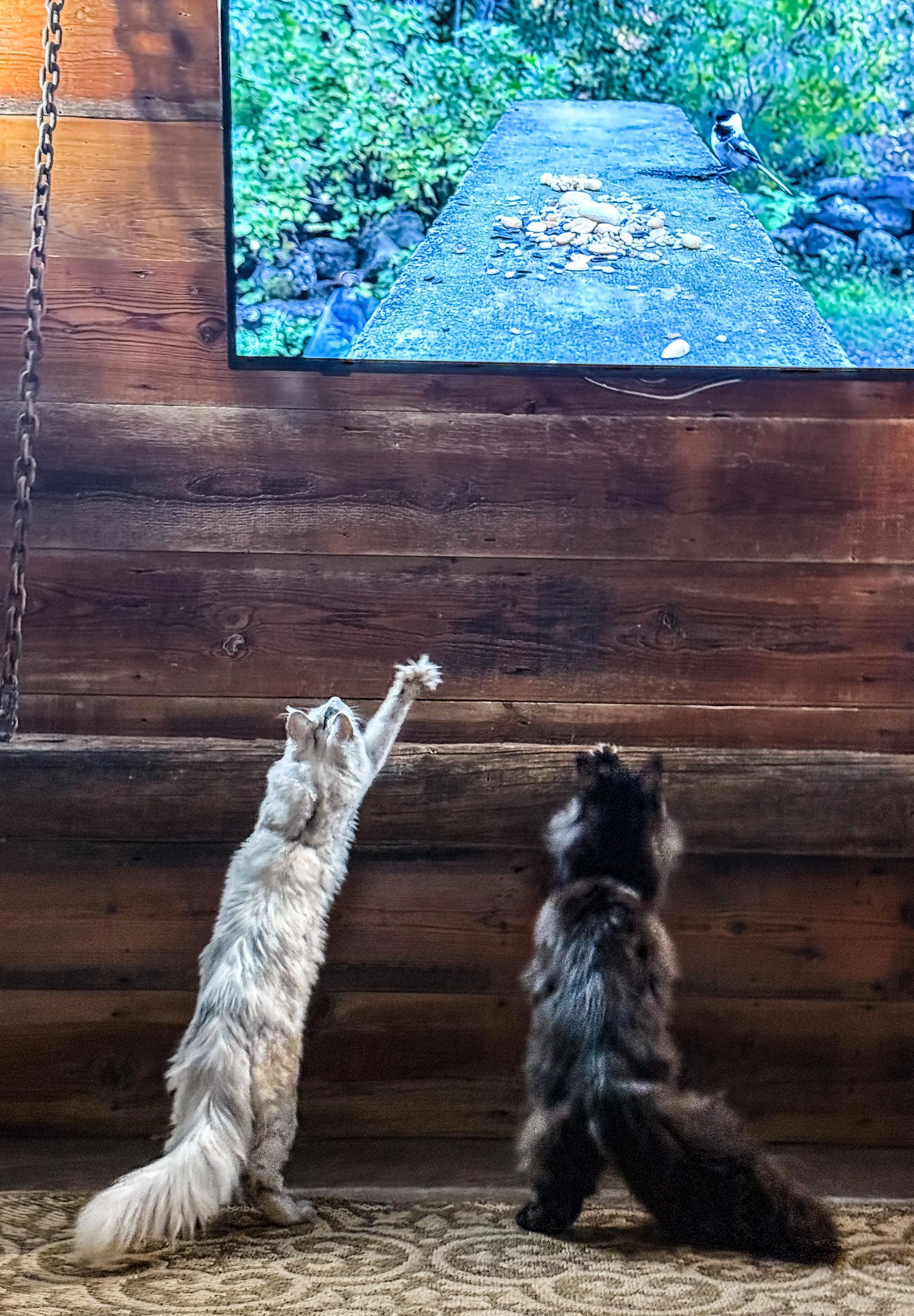 Two puppies sitting on a patterned rug, facing a television screen mounted on a wooden wall. The screen shows a bird standing on a rock with a background of green foliage.