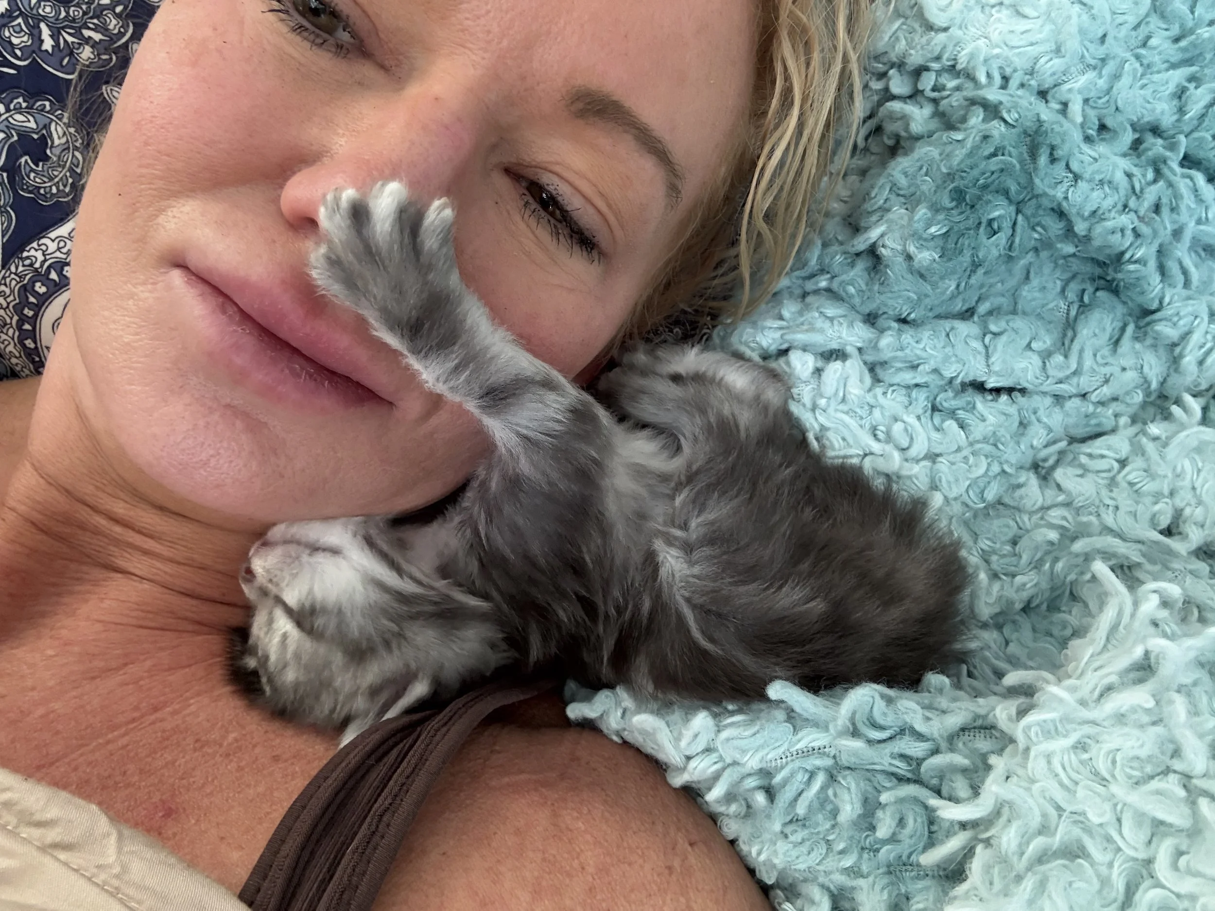 A woman with blonde hair and a gray Maine Coon kitten cuddling together on a blue blanket - Mainecoon Gods LLC