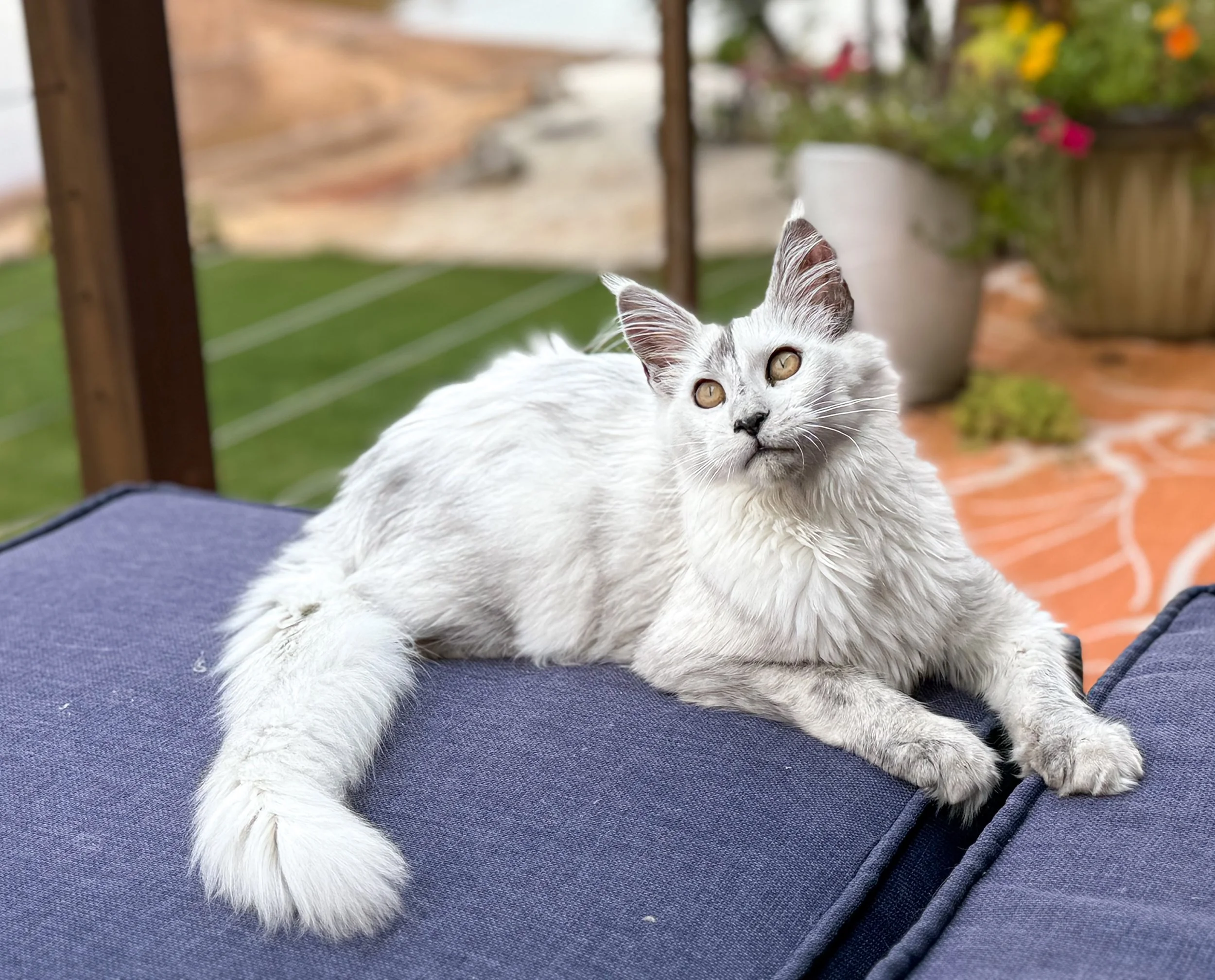 A fluffy, gray and white cat with amber eyes laying on a dark blue cushion outdoors, with potted plants, a wooden railing, and a brick patio in the background.