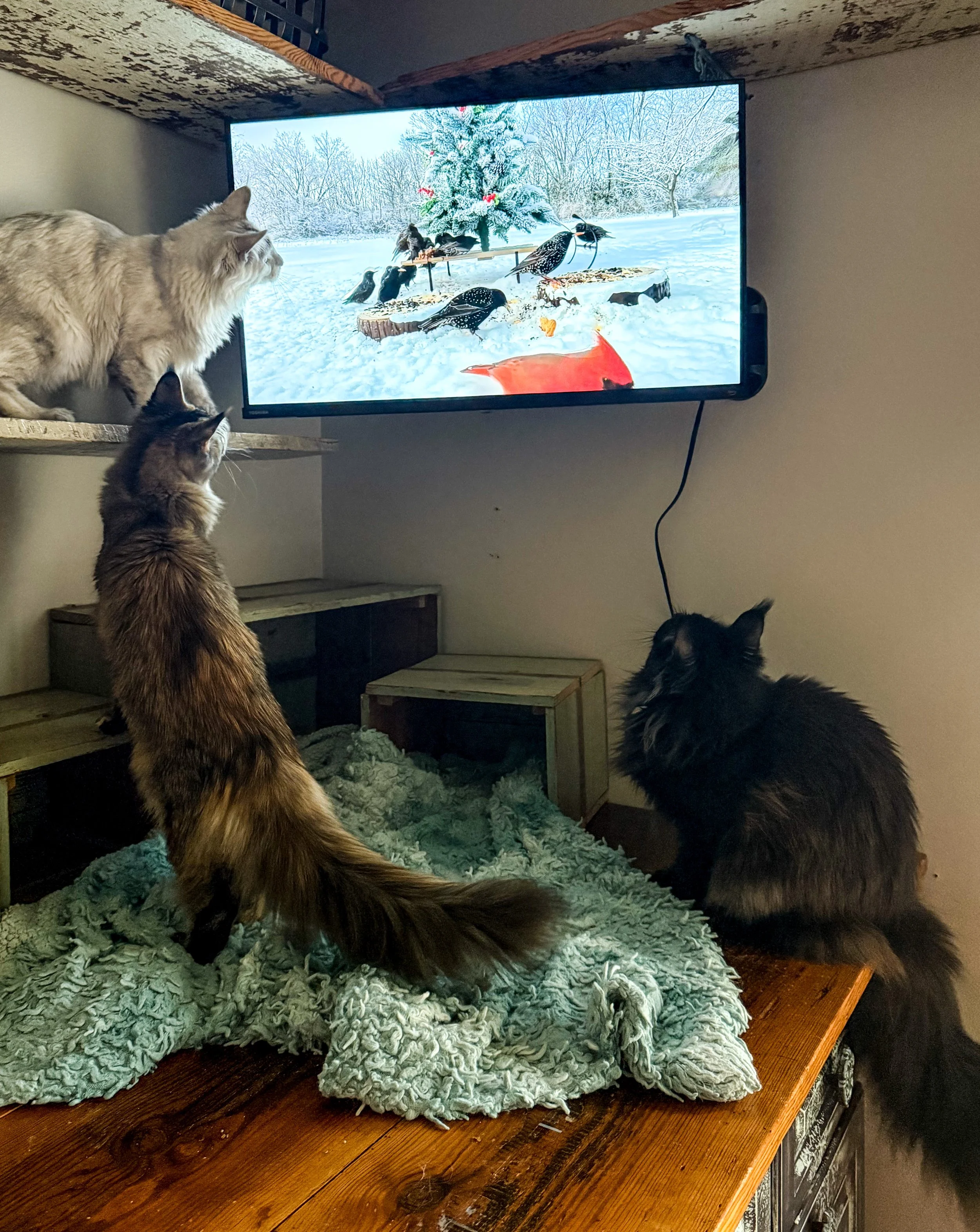 Three cats watching a winter scene of birds and a Christmas tree on a television.