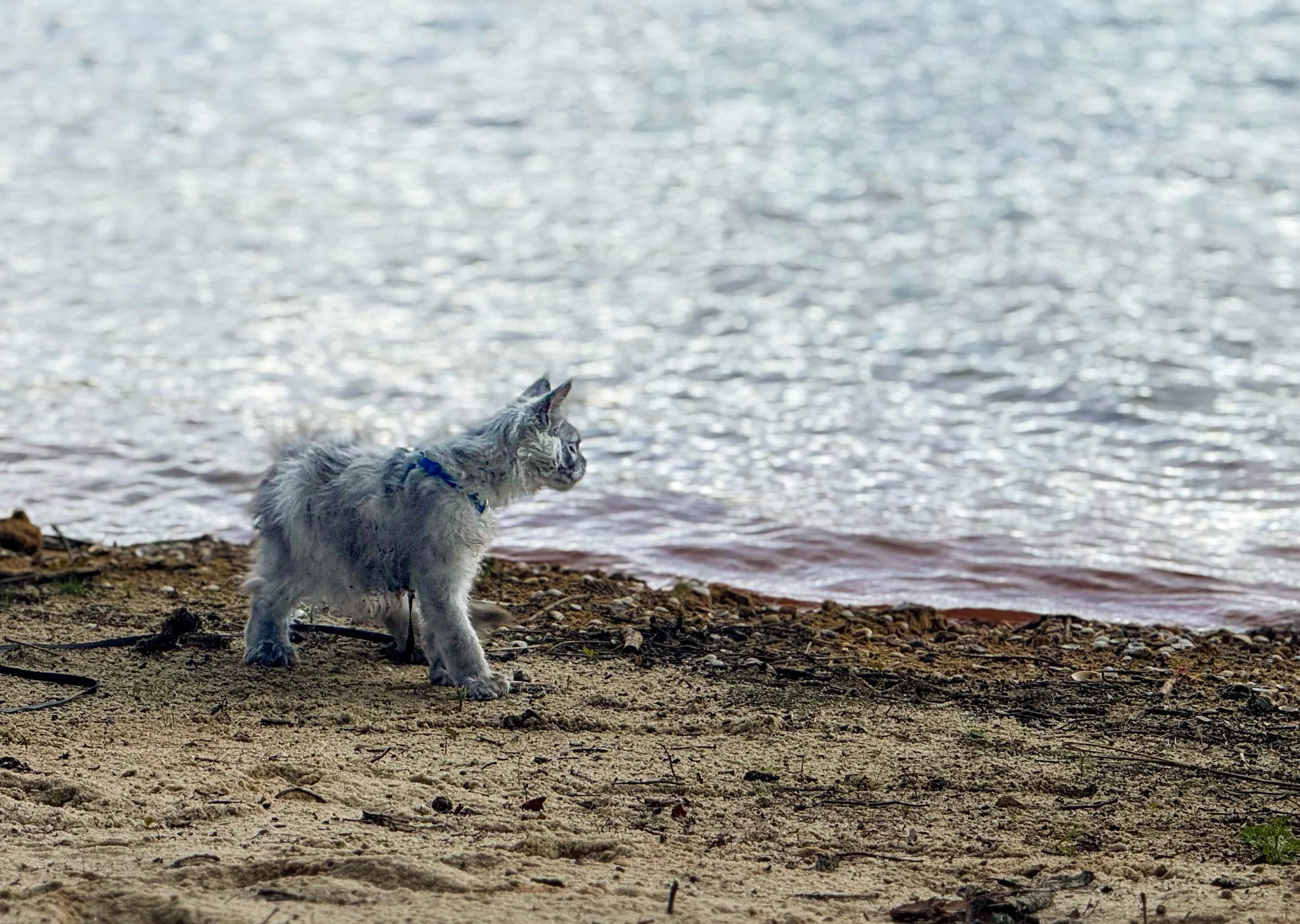A gray cat with a collar standing on sandy shore near water, looking into the distance.