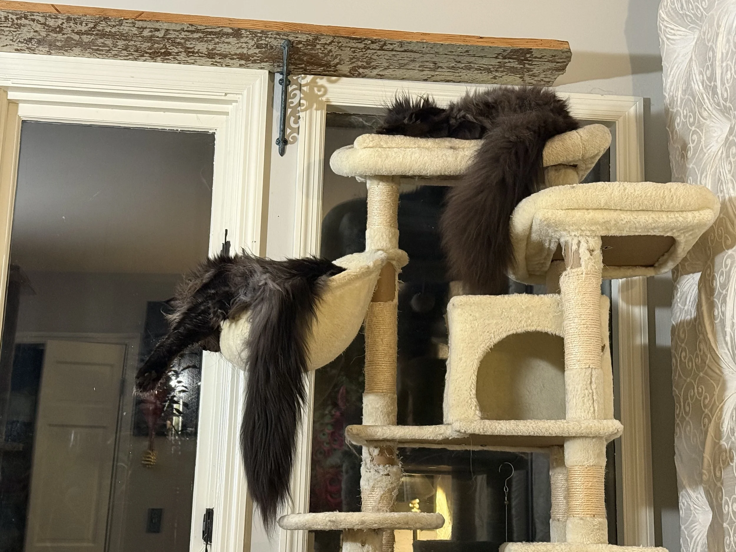 Two black long-haired Maine Coon cats on a beige cat tree, one resting at the top and the other hanging upside down on a lower platform - Mainecoon Gods LLC
