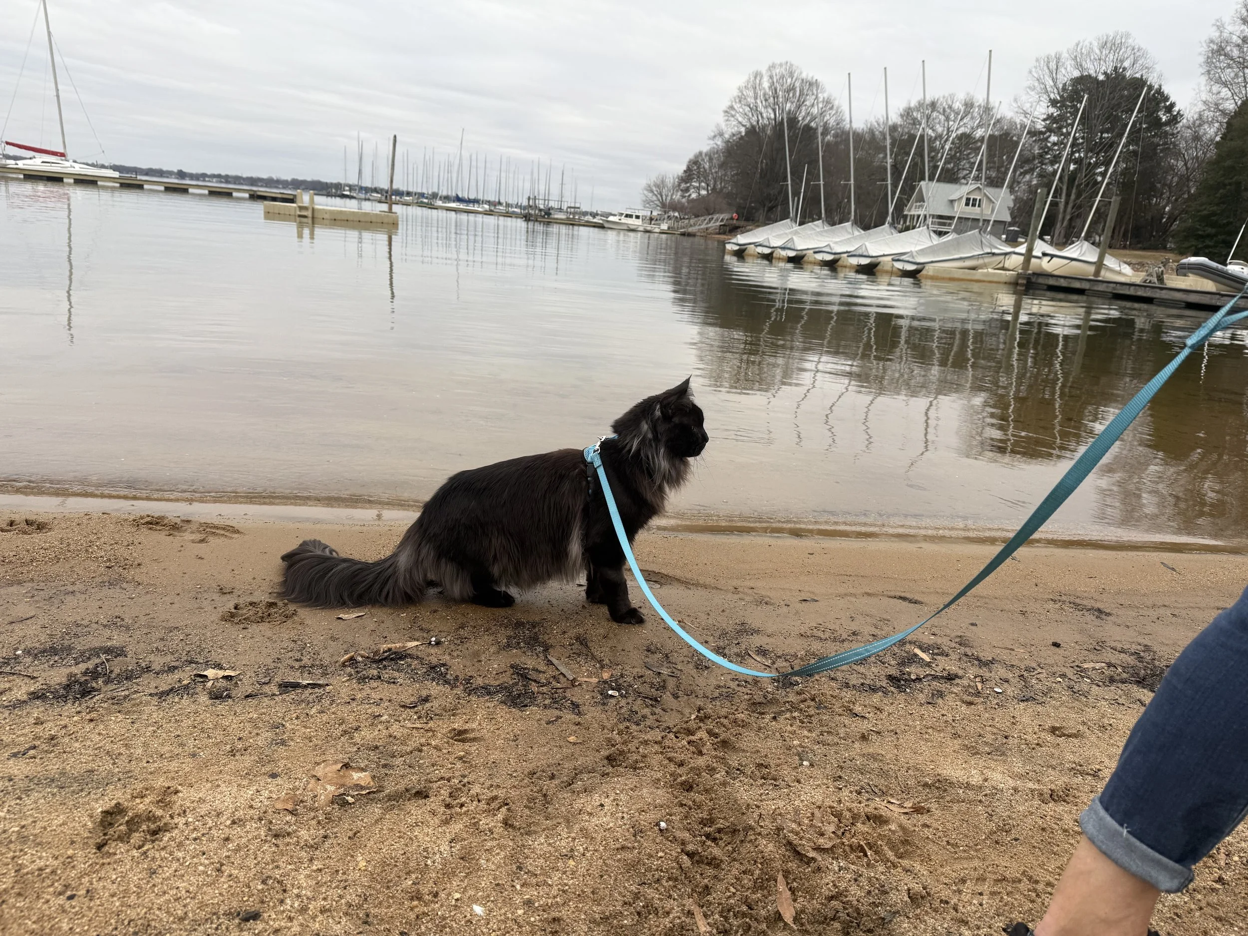 A black long-haired cat on a leash sitting on a sandy beach near the water, with docked sailboats and houses on the opposite shore during overcast weather.