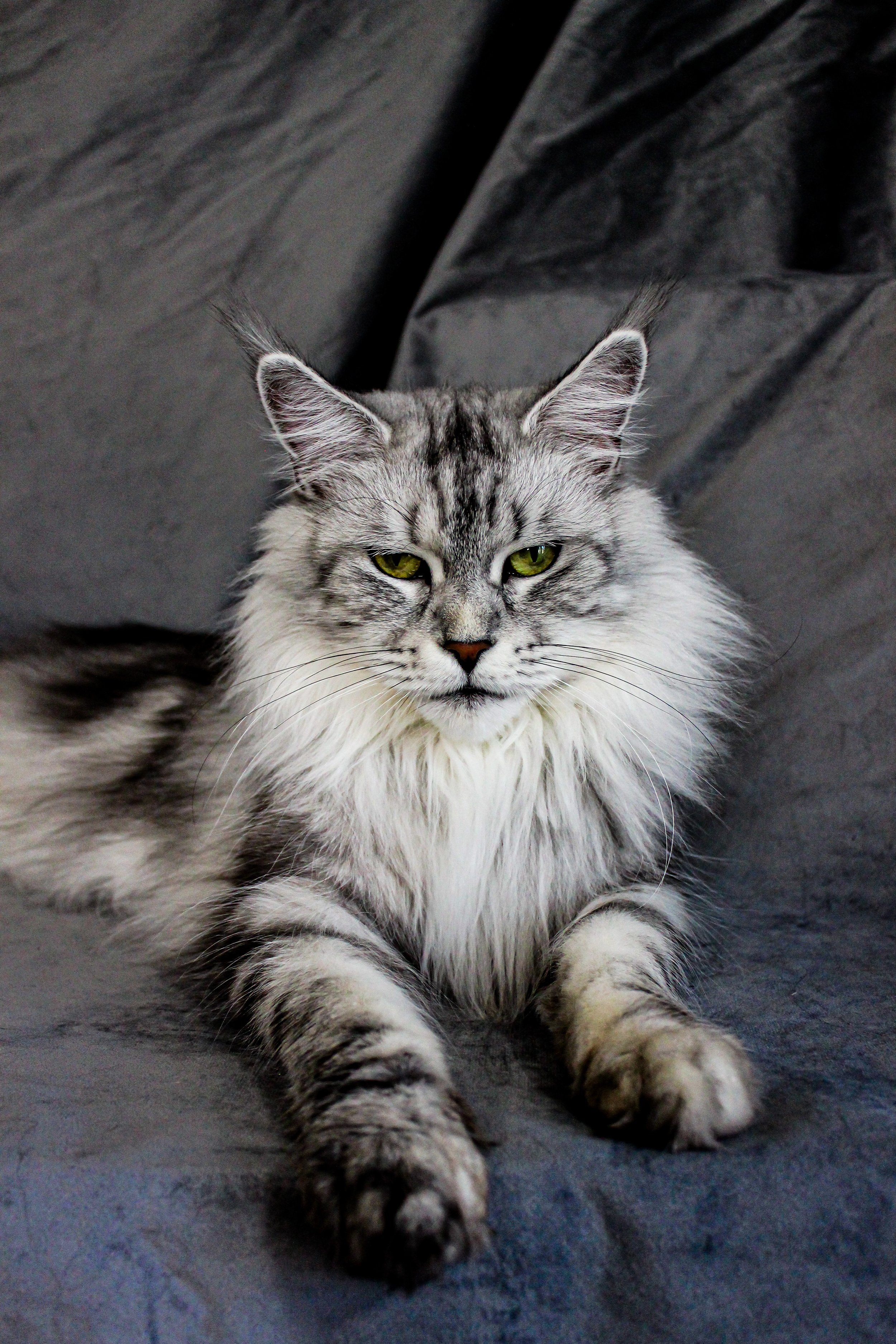 A long-haired, grey and white cat with green eyes lying on a dark grey fabric background.