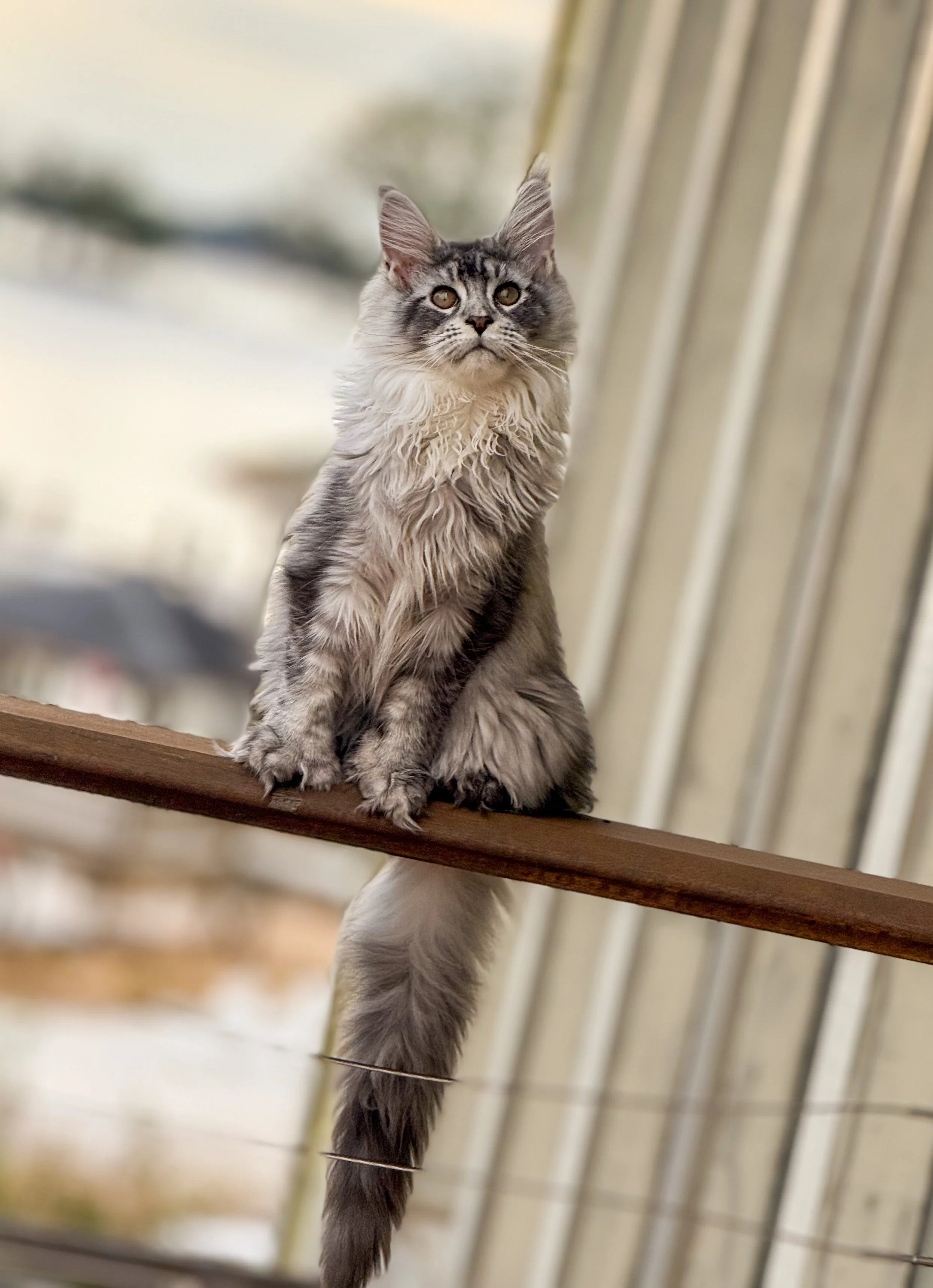 A long-haired gray and white Maine Coon cat sitting on a wooden railing, looking upwards.