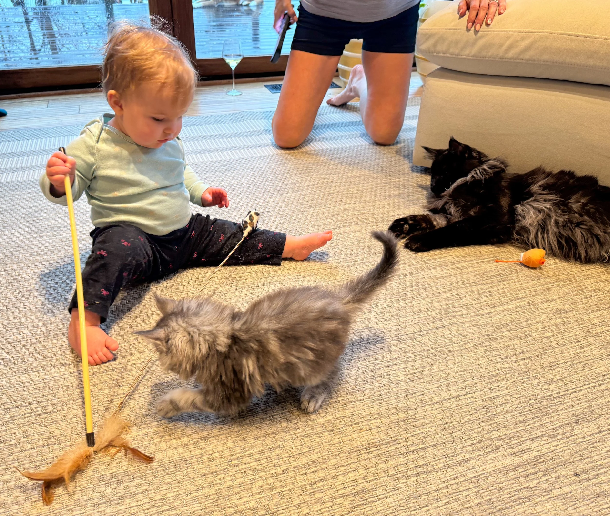 A young child sitting on a beige carpet playing with fluffy gray and black Maine Coon cats and toys, with an adult kneeling nearby. Near a sliding glass door that shows a rainy outdoor view - Mainecoon Gods LLC Cattery