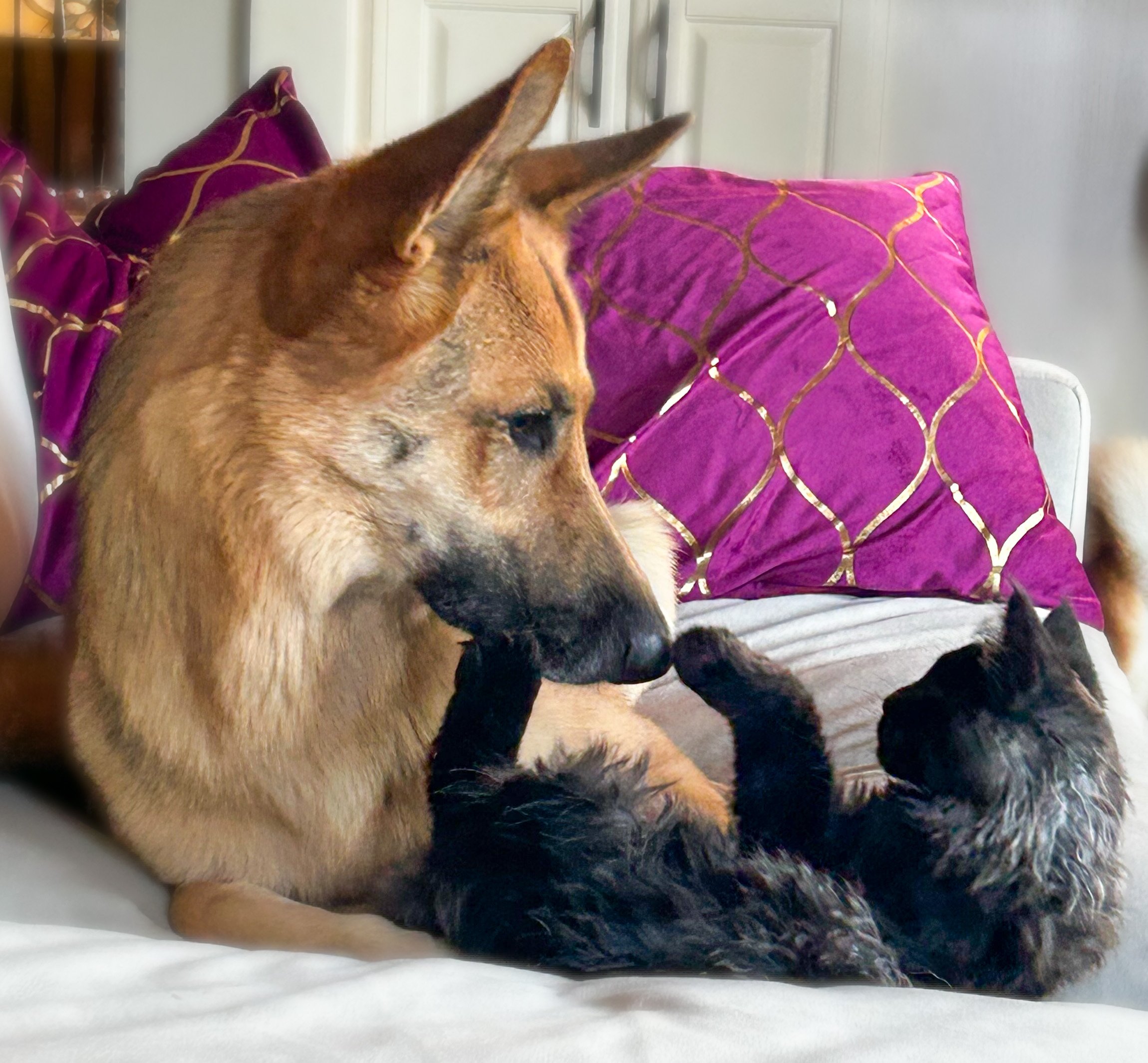A German shepherd dog and a small black cat lying together on a white couch with purple and gold pillows in the background.