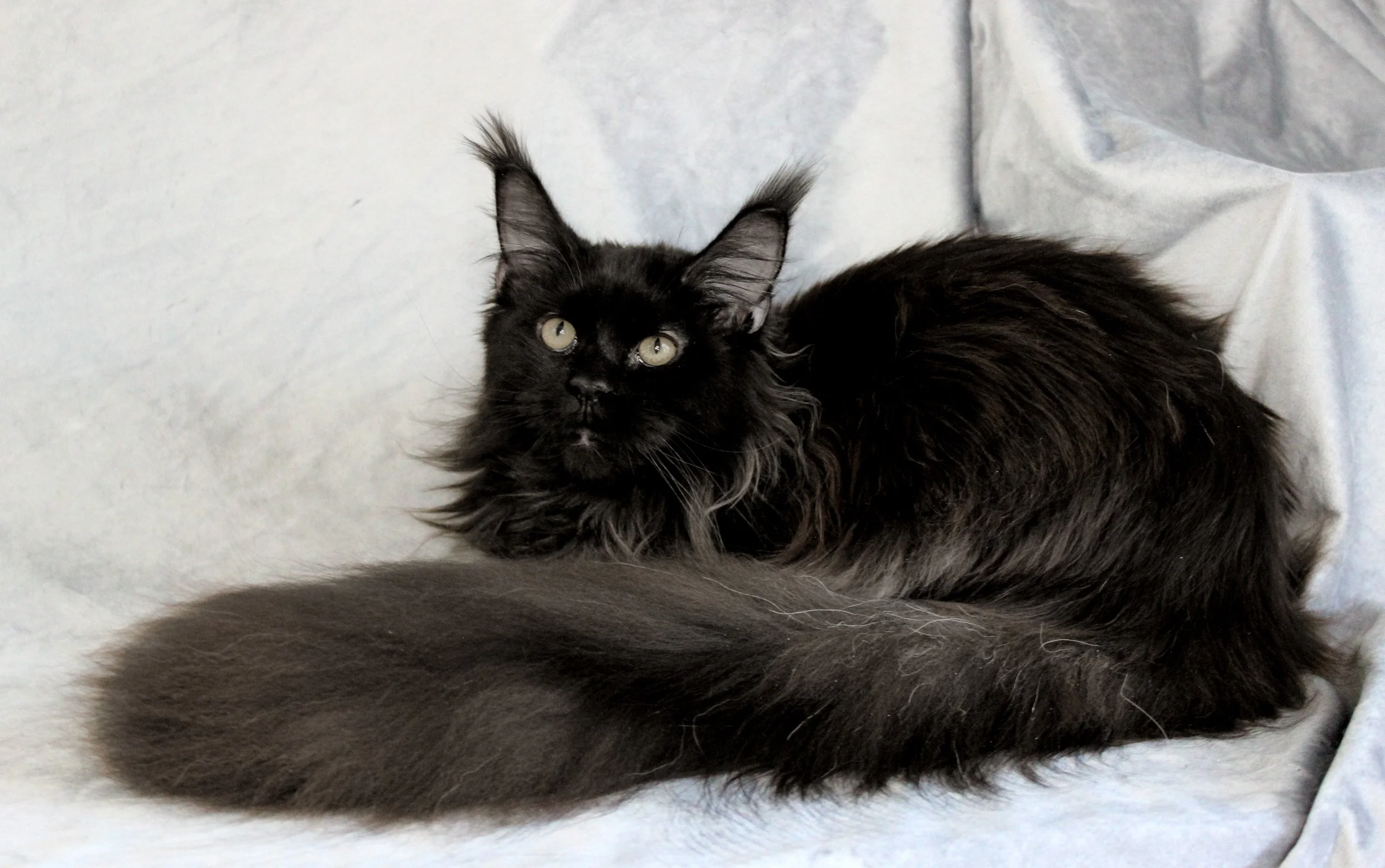 A black Maine Coon cat with long fur and large ears, lying on a light-colored fabric background.