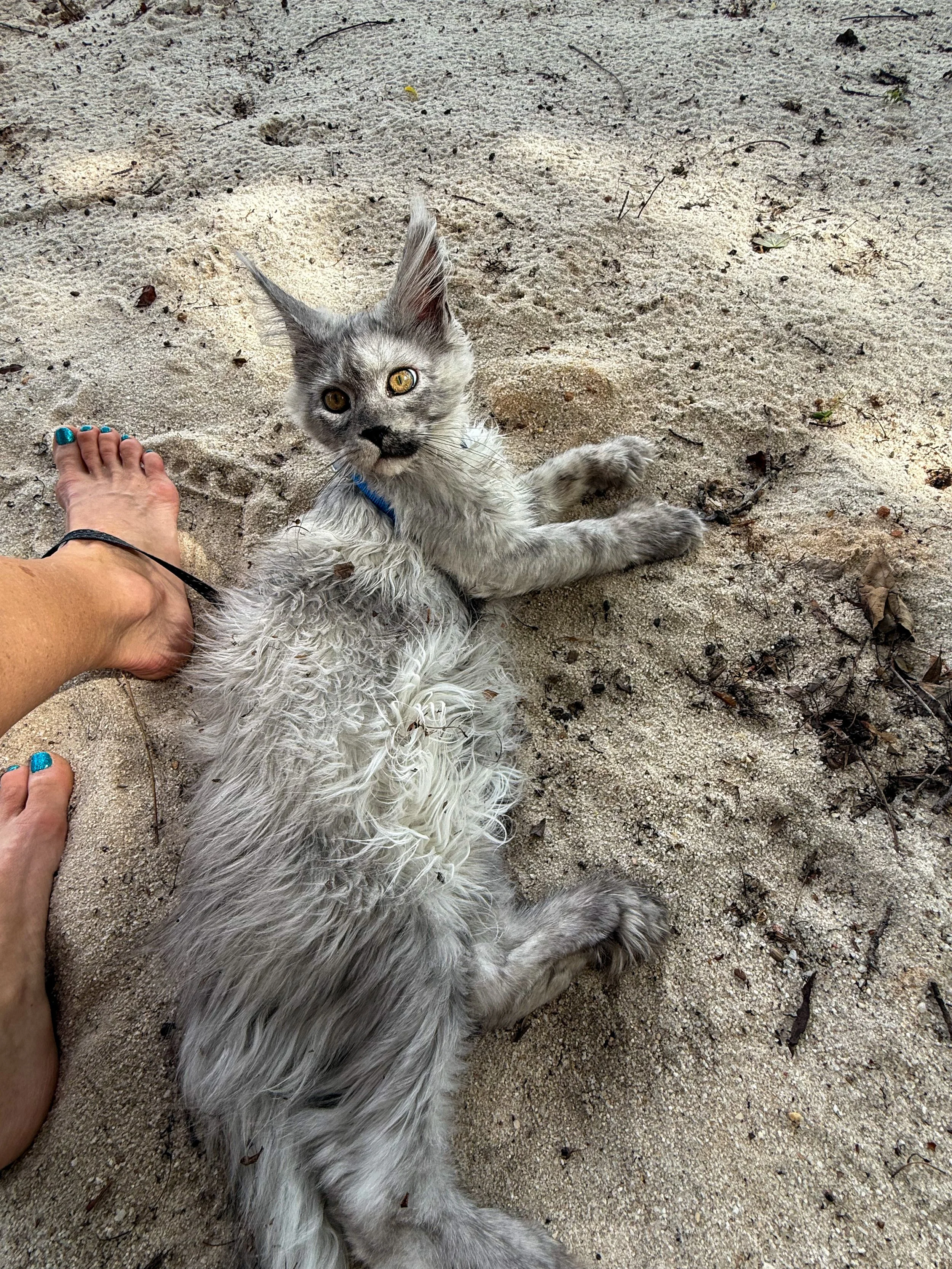 Wet gray and white cat lying on sandy ground, being held by a person's hand, with person’s feet visible nearby.