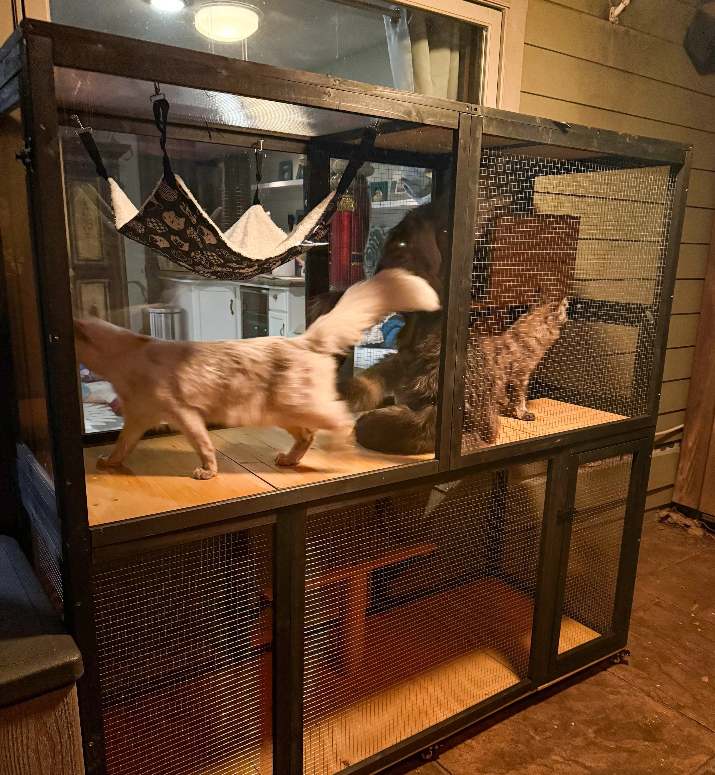 A large indoor enclosure with four Maine Coon cats and a dog, with a hammock hanging inside - Mainecoon Gods LLC