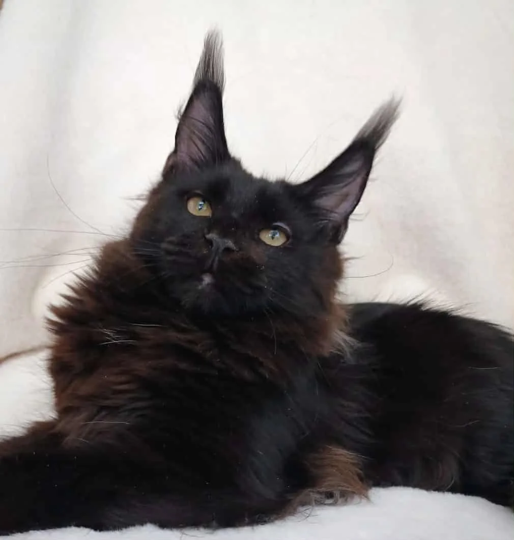 A black Maine Coon cat lying on a light-colored surface with a light-colored background.