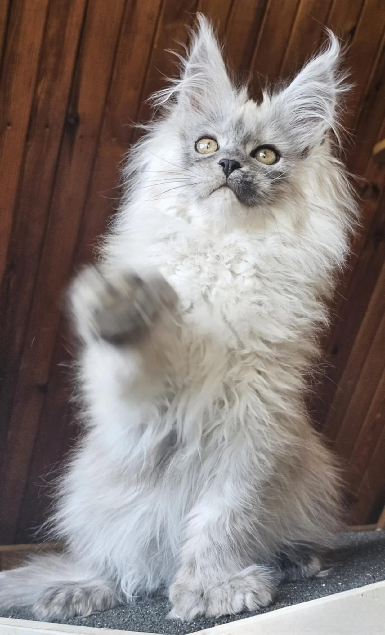 A fluffy gray kitten standing on a surface with a wooden ceiling background, reaching out with one paw.