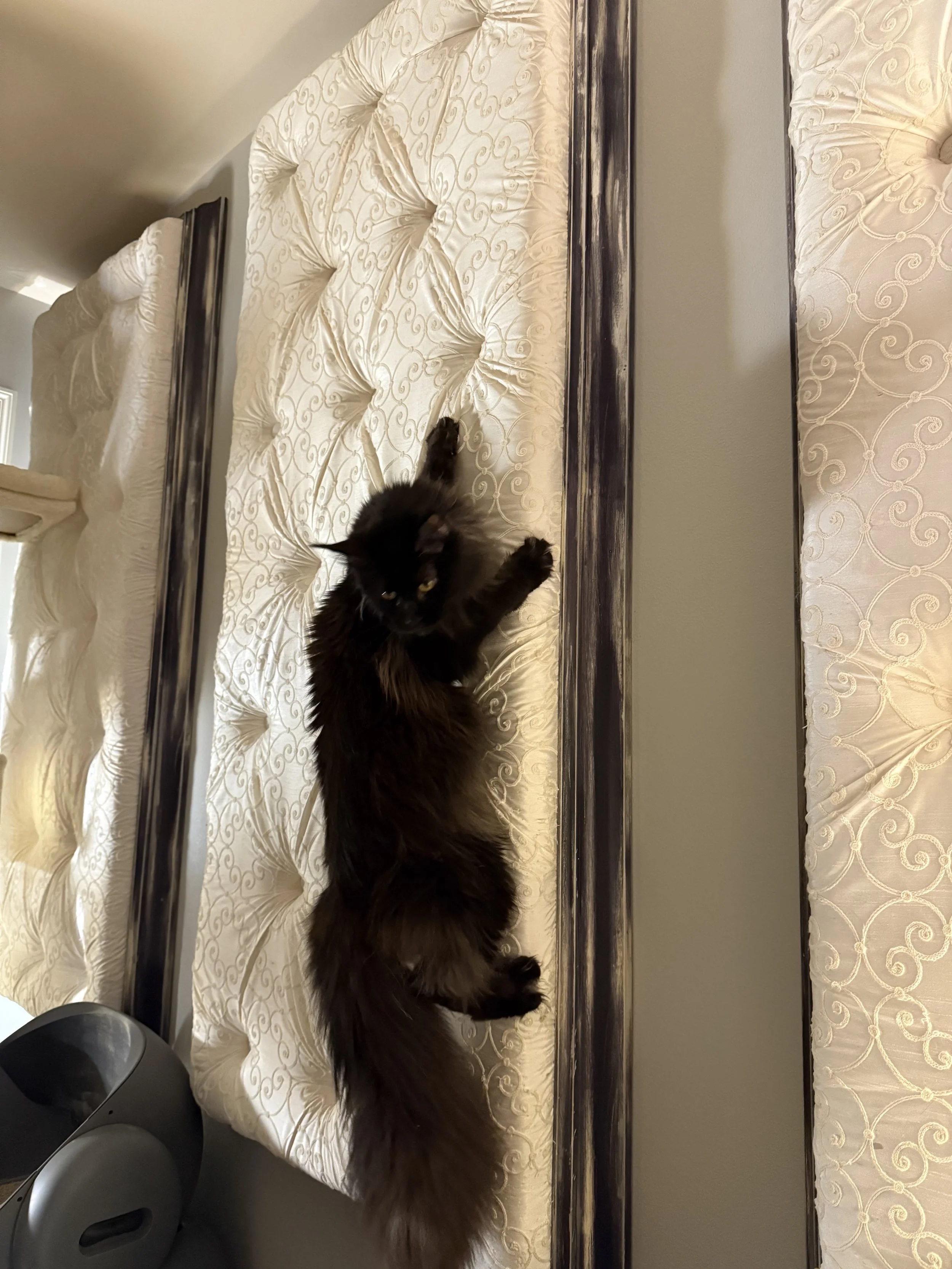 A black cat lying on a cream-colored tufted mattress with ornate embroidery, located on a bed frame with dark wood trim.