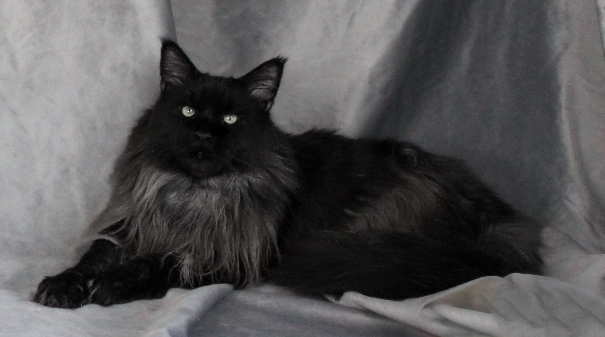 A long-haired black cat with bright green eyes lying on a gray fabric surface.