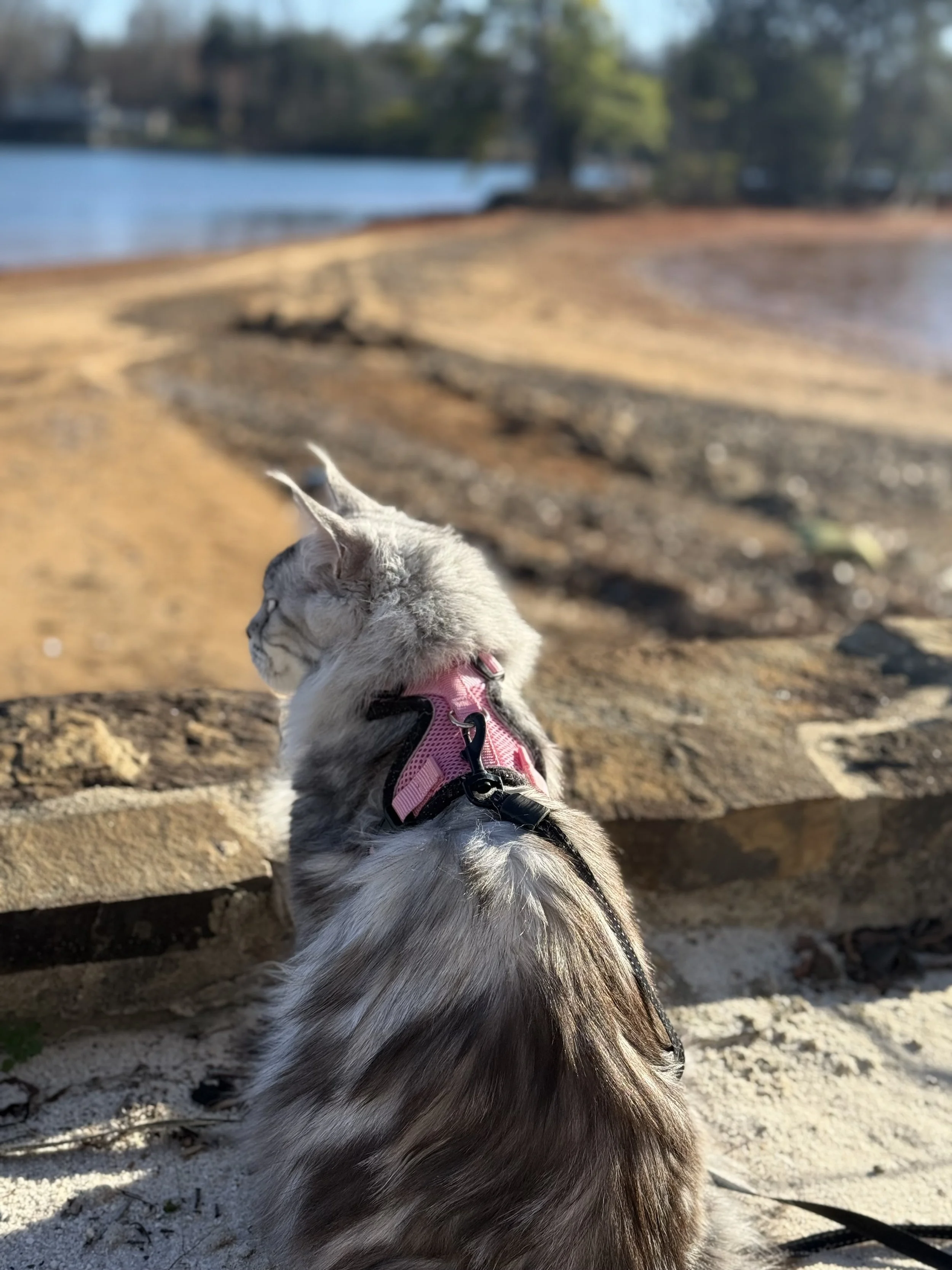 A silver Maine Coon tabby cat wearing a pink harness sitting on a sandy beach, looking out over a body of water with trees in the background - Mainecoon Gods LLC