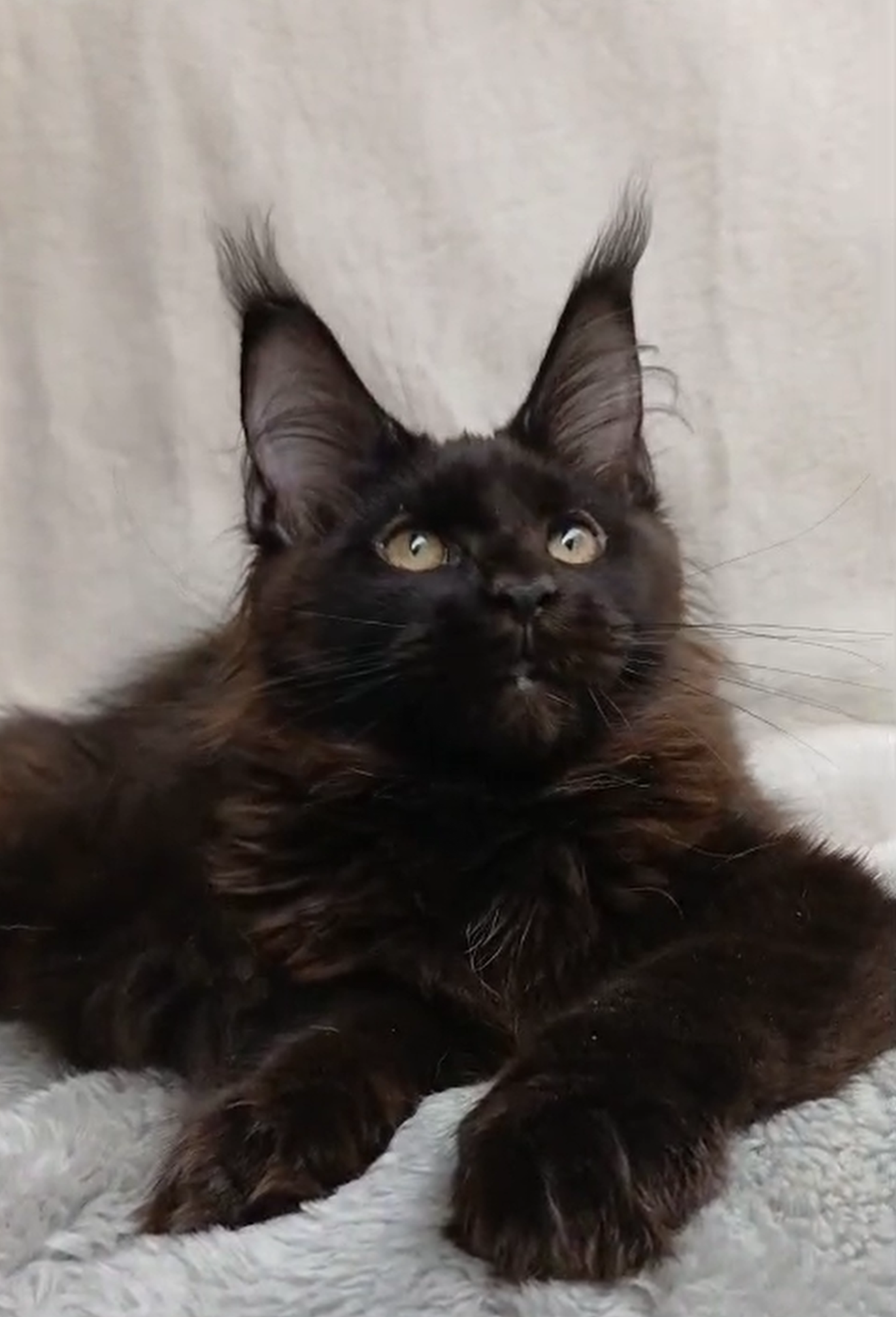 A black long-haired cat lying on a light-colored blanket, looking with alert eyes and ears upright.
