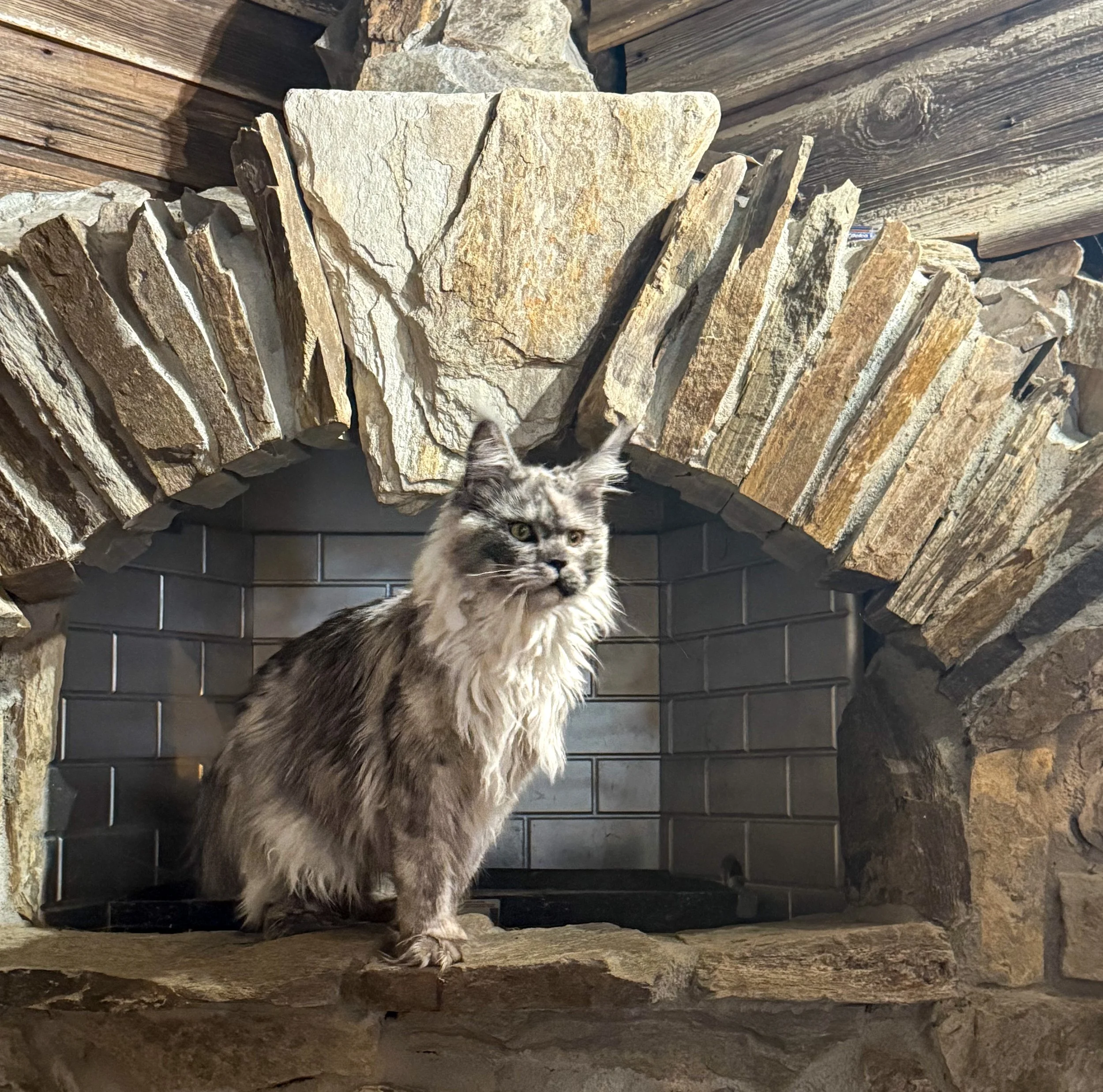 A long-haired gray and white Maine Coon cat sitting on a stone mantel in front of a stone and wood fireplace.