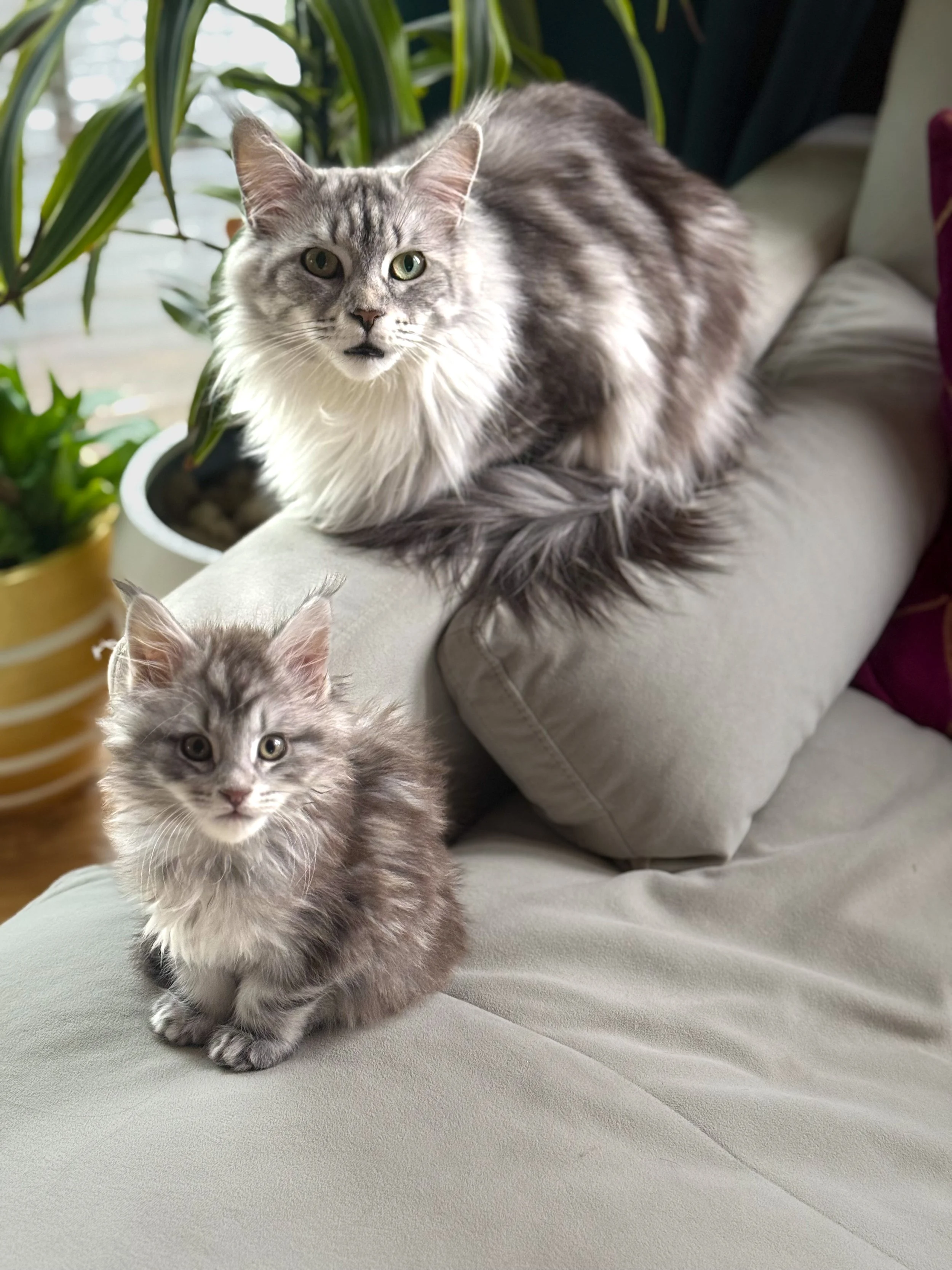 A large, gray and white fluffy Maine Coon cat sitting on the arm of a beige couch and a small, gray, fluffy kitten sitting on the cushion of the couch in front of it, with houseplants in the background - Mainecoon Gods LLC