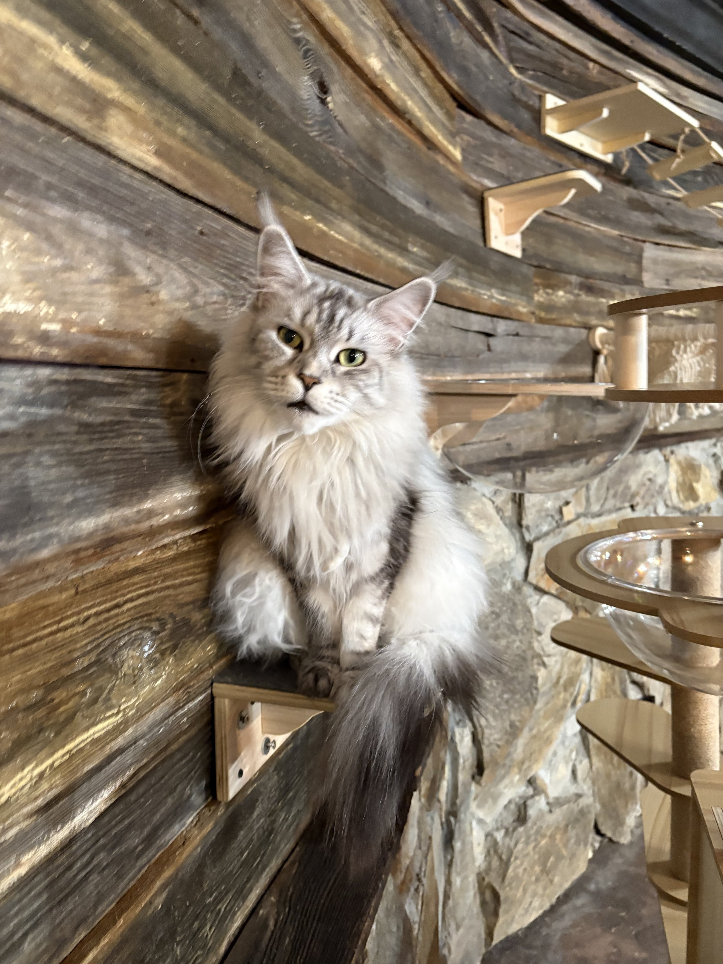 A long-haired gray and white Maine Coon cat sitting on a wooden ledge against a rustic wood wall - Mainecoon Gods LLC