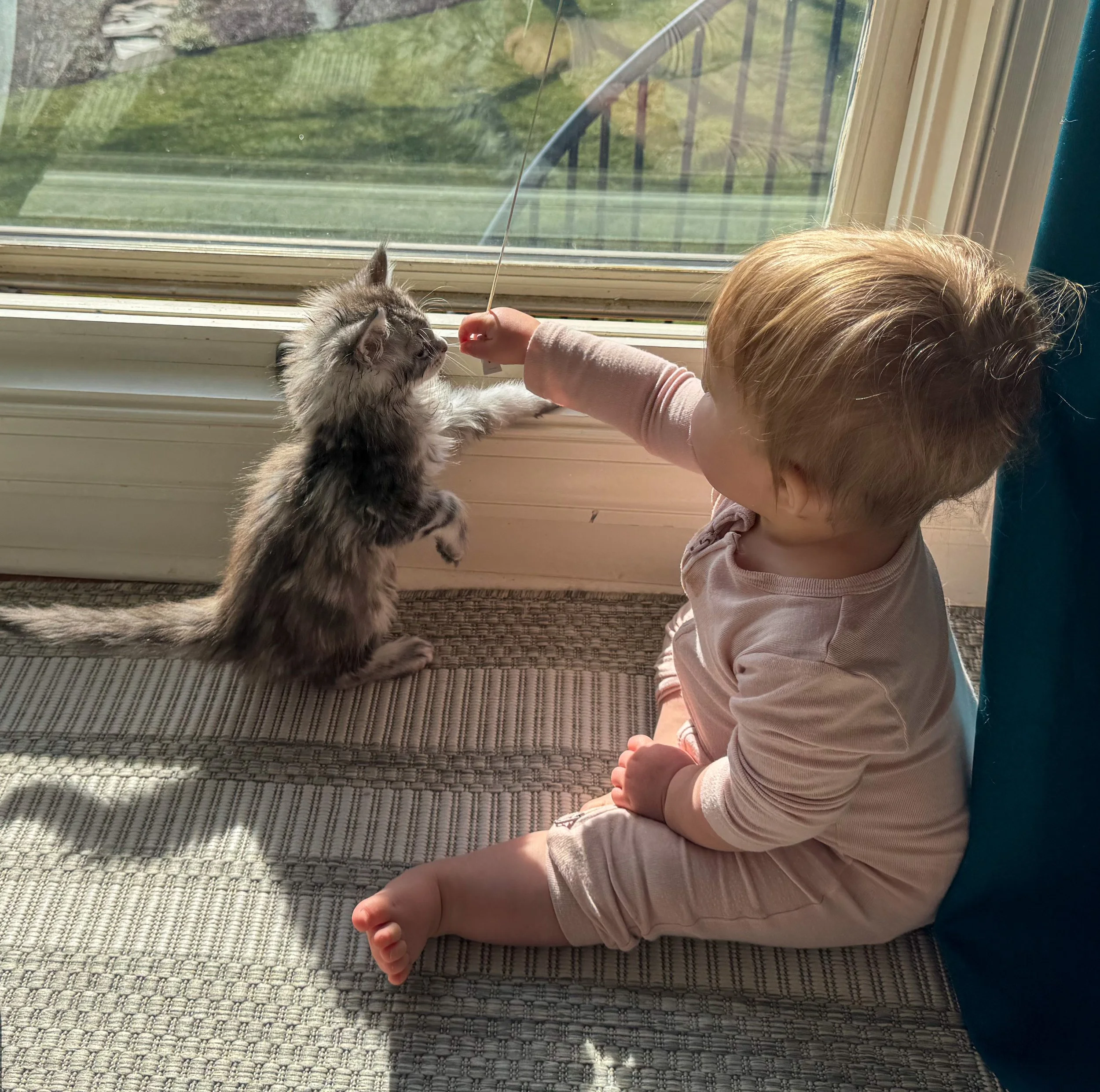 A young child sitting on a carpet near a sliding glass door, holding a toy and reaching toward a small fluffy kitten that is standing on its hind legs, reaching back towards the toy.