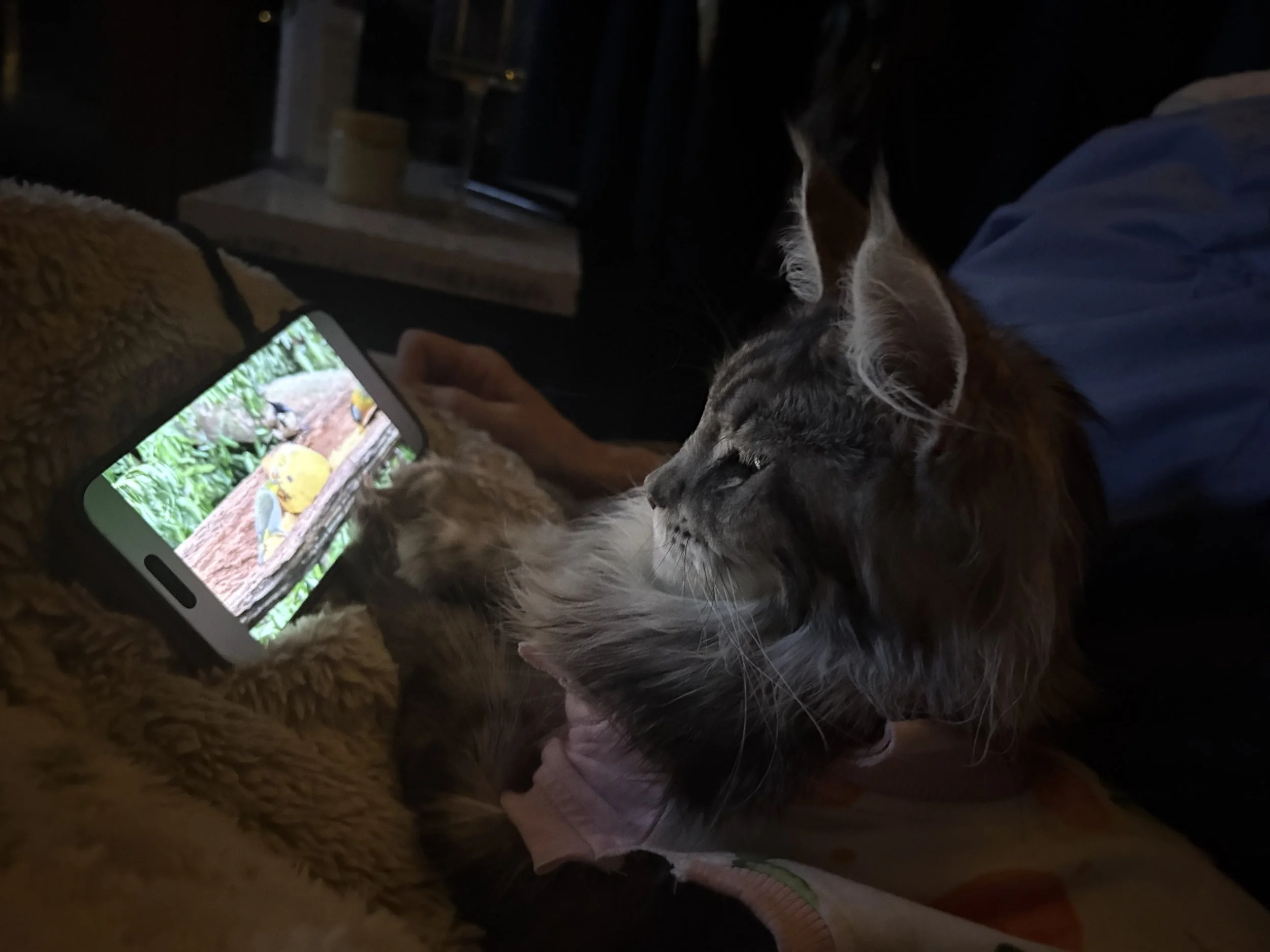 A person lying on a bed with two cats, one black and white and one brown tabby, while looking at a smartphone showing a picture of birds in a nest.