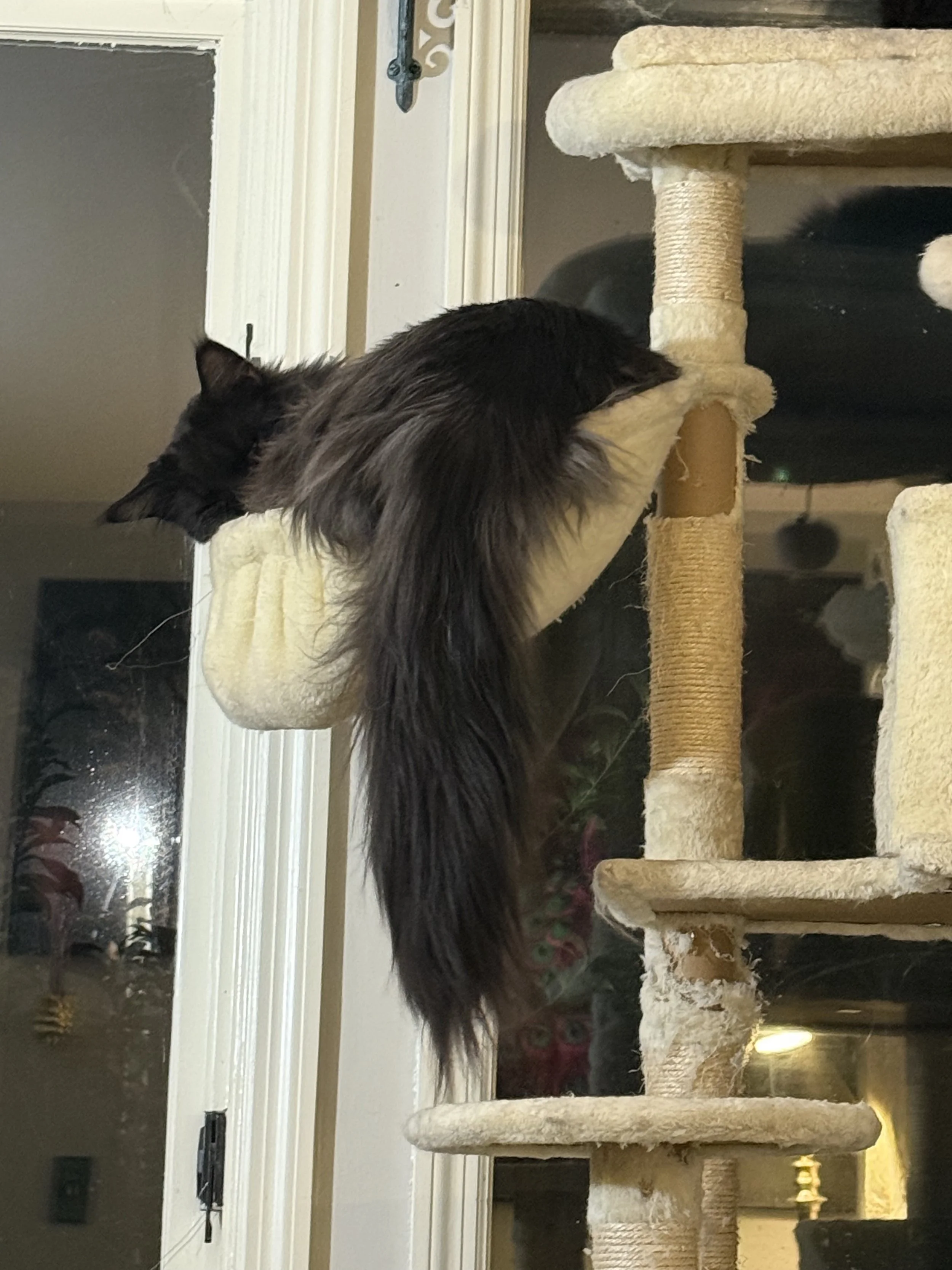 A black long-haired Maine Coon cat is lying across a beige carpeted cat tree, hanging over the edge with its head down and tail hanging down - Mainecoon Gods LLC