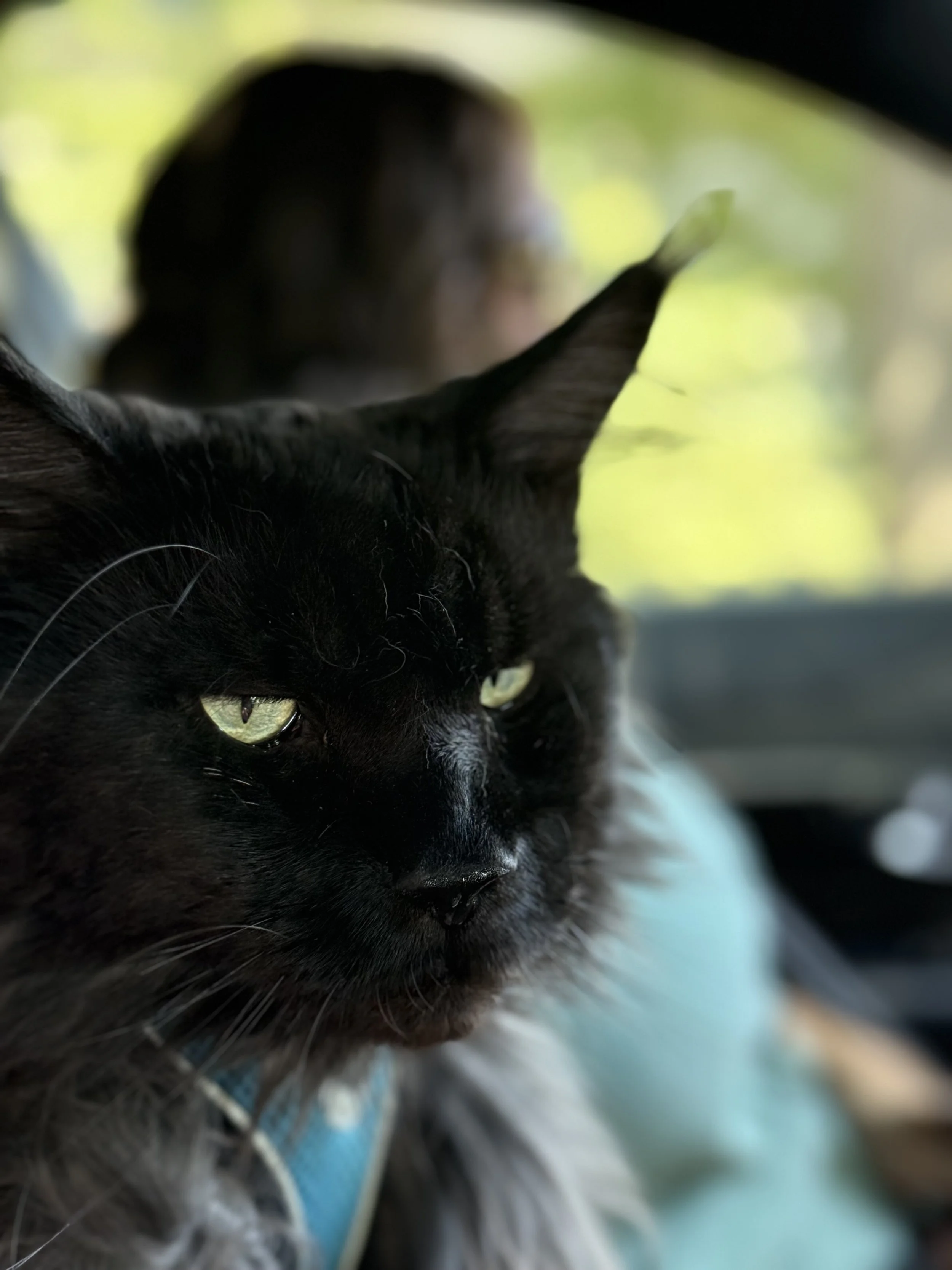 Close-up of a black cat with green eyes inside a vehicle, with a person in the blurred background.