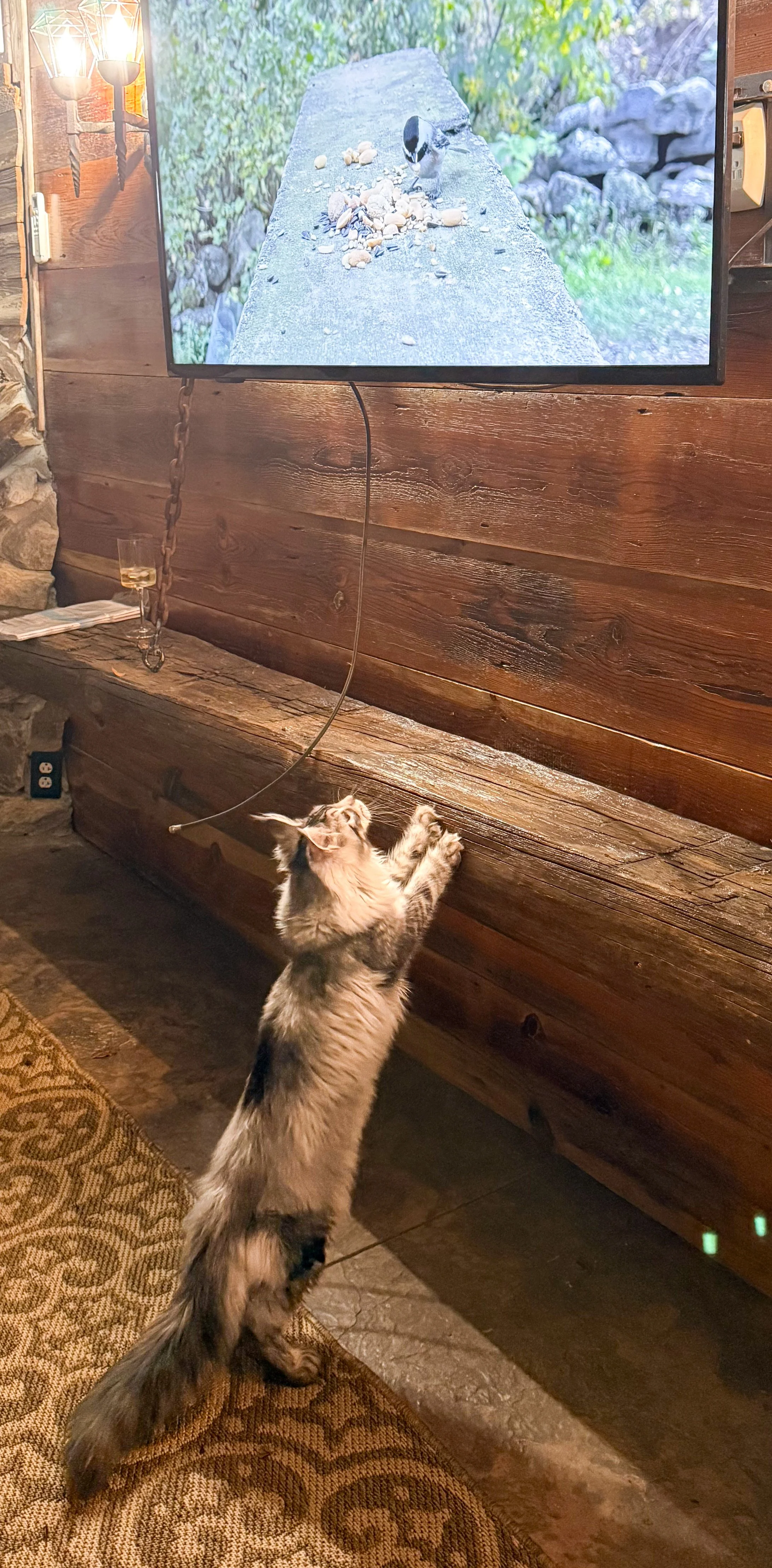 A long-haired cat standing on its hind legs and reaching with its paws towards a dangling string in front of a wooden wall. A TV screen showing a bird on a concrete ledge is mounted above the cat. There is a wine glass and some papers on a wooden led