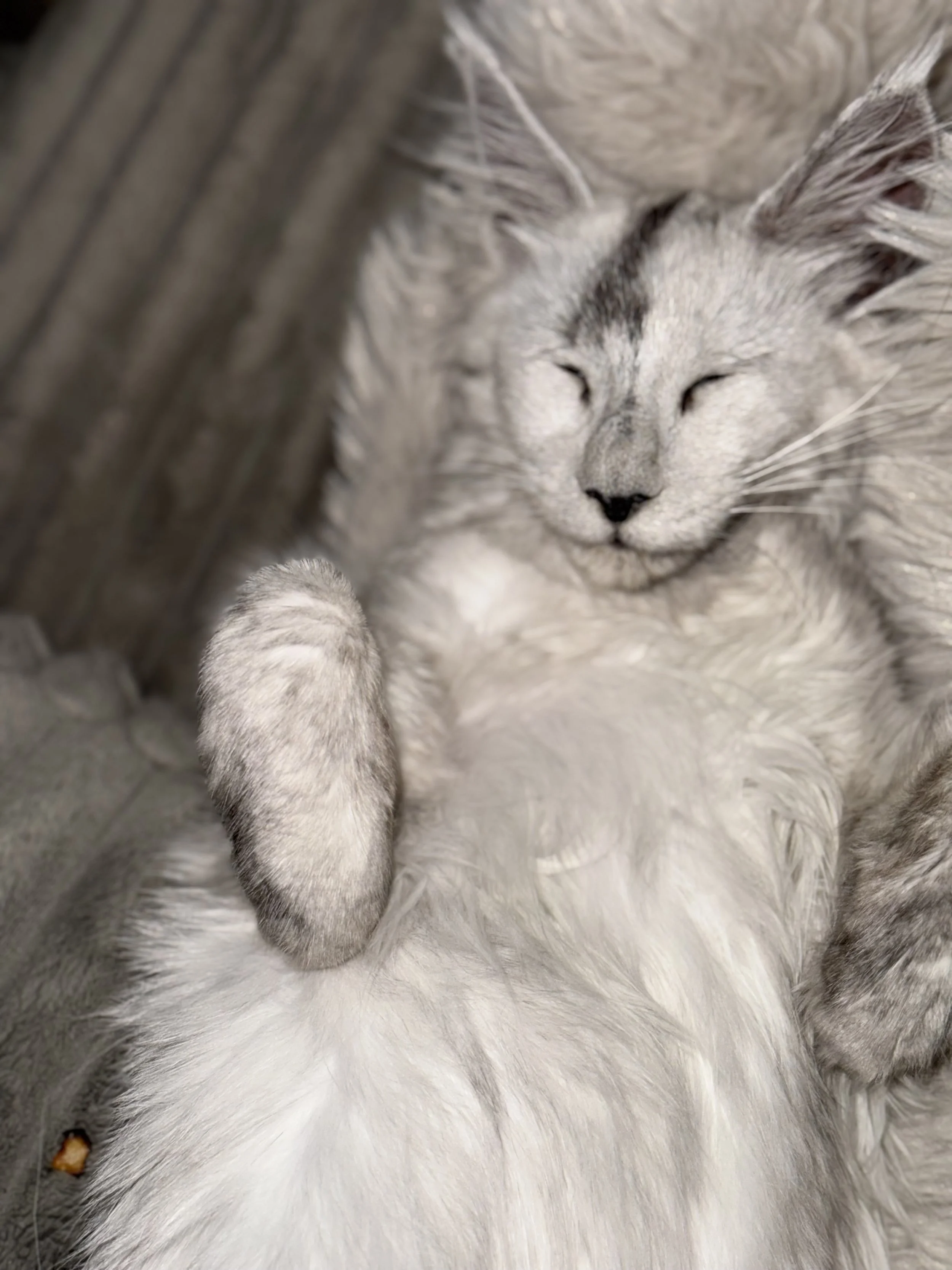 A gray and white cat sleeping peacefully with its eyes closed, resting on a furry white surface.
