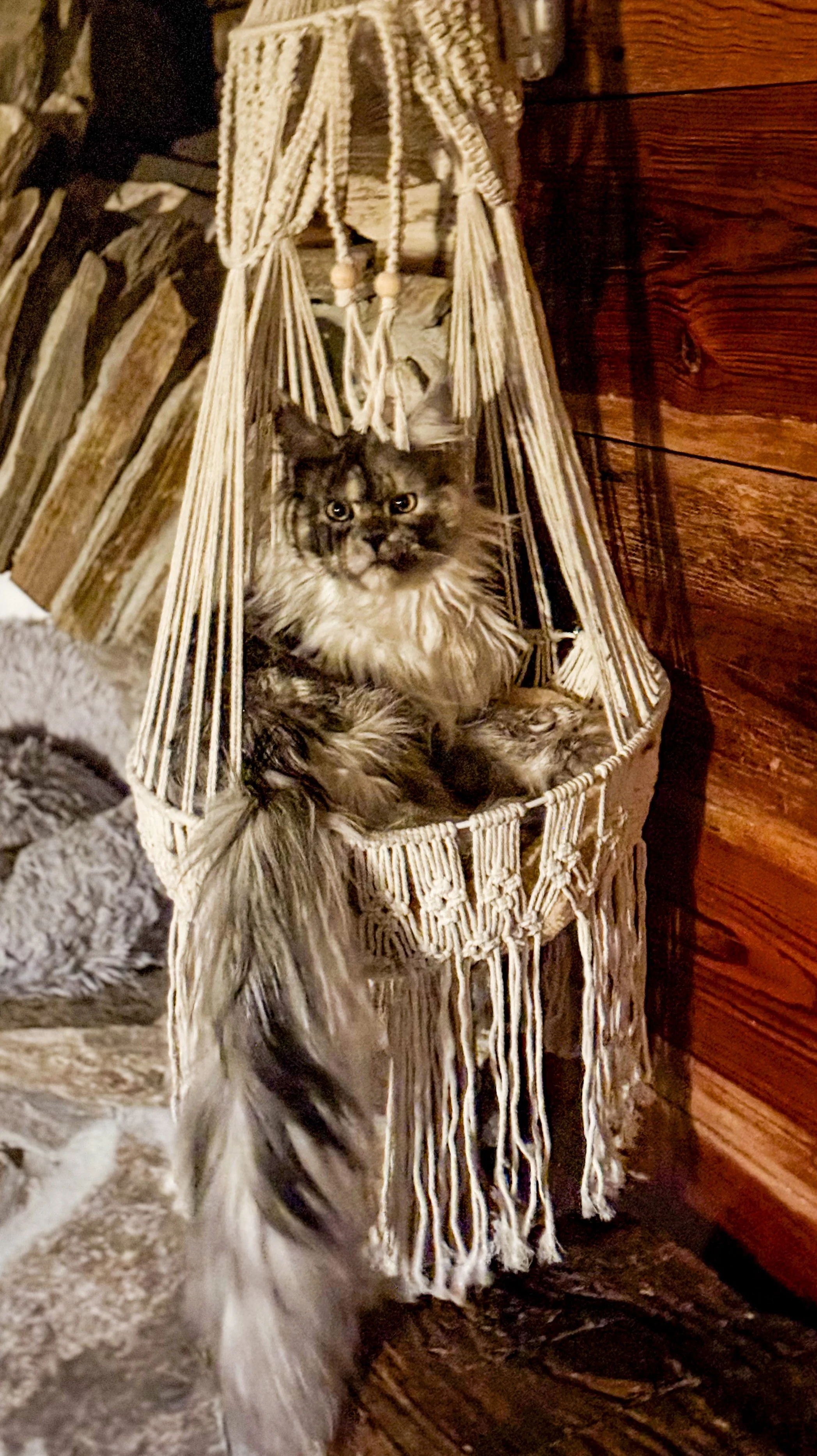 A long-haired Maine Coon cat sitting inside a hanging woven hammock near a wooden wall, with a wooden floor and a cat tree nearby - Mainecoon Gods LLC