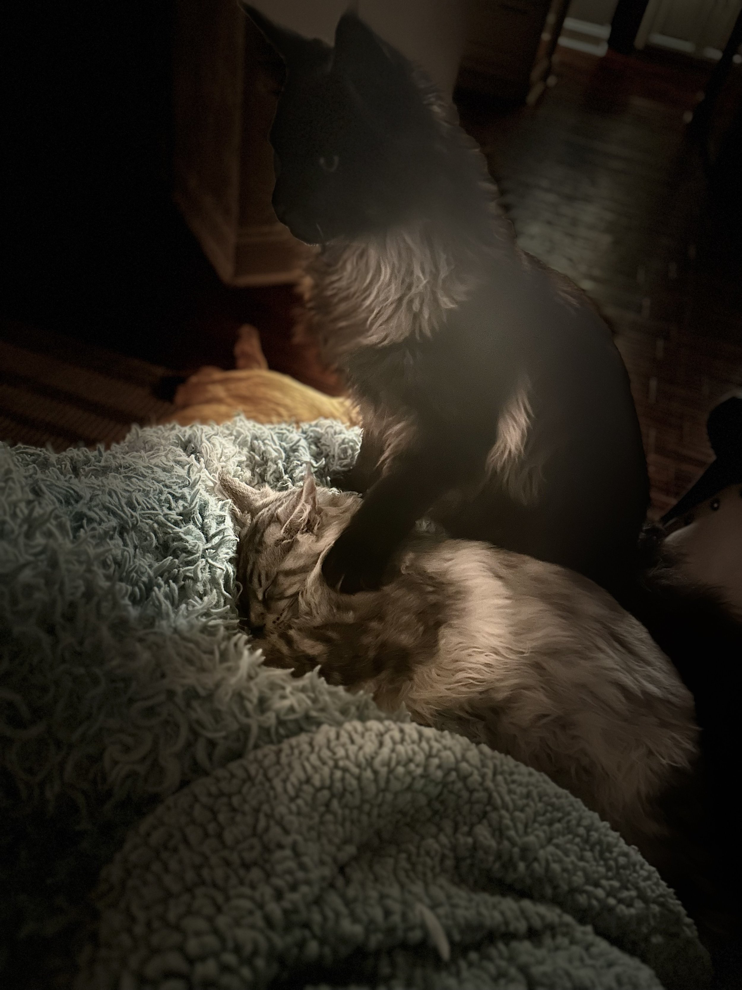 A black and brown dog grooming a small, light brown tabby Maine Coon kitten on a cozy blanket in a dimly lit room - Mainecoon Gods LLC