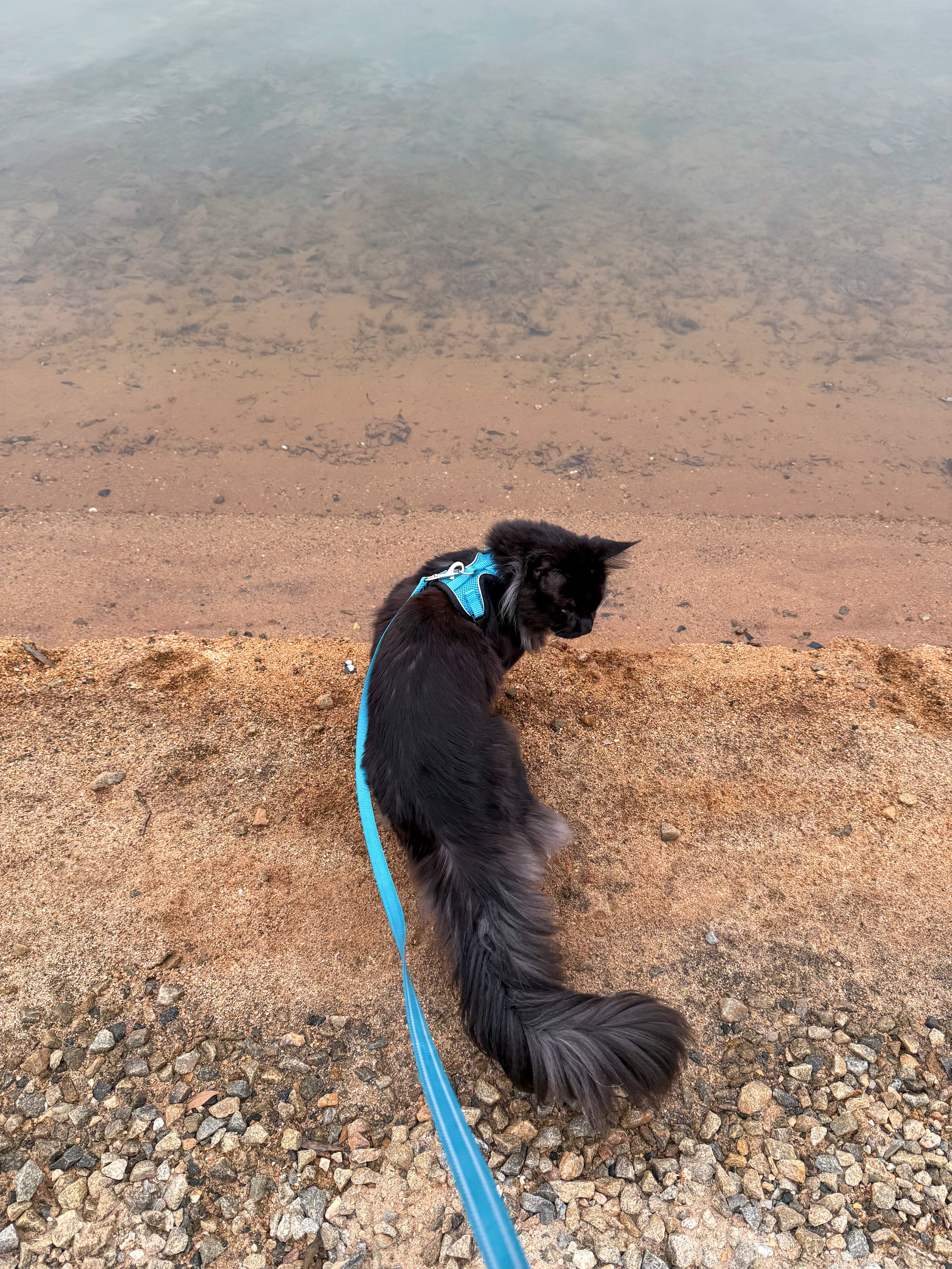 Black dog with a blue harness and leash sitting on gravel at the edge of a lake or pond, looking into the water.