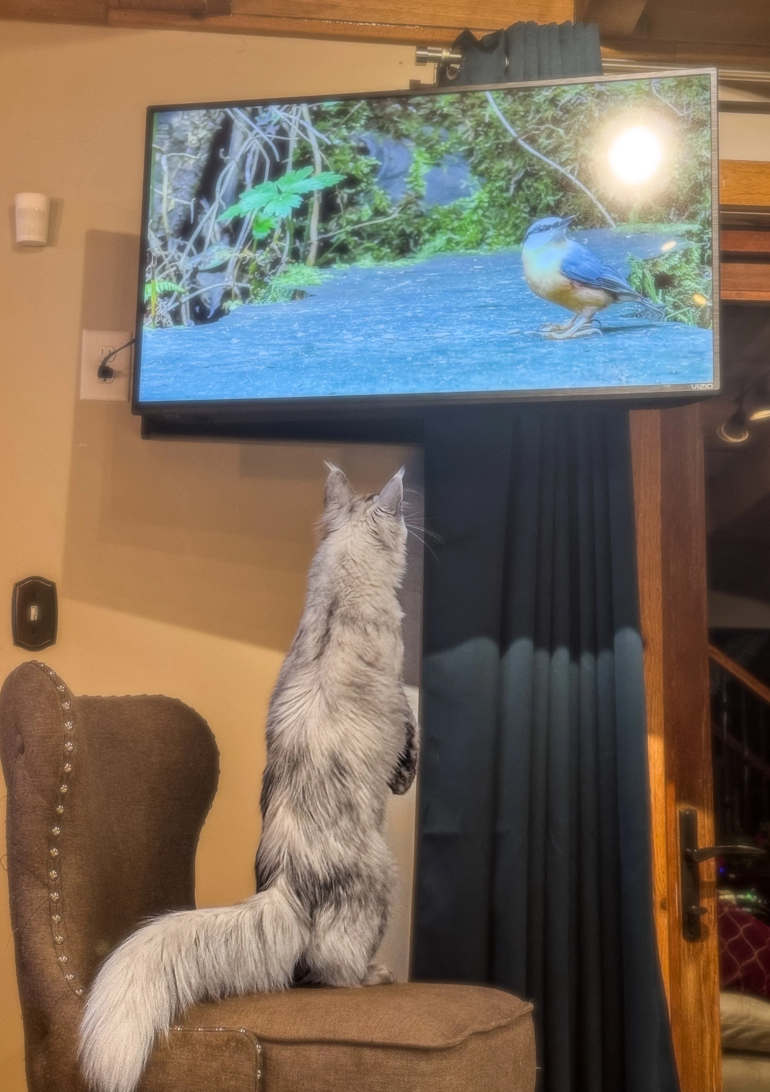 A gray cat sitting on a brown chair watching a bird on a television screen, with a beige wall and a wooden door in the background.